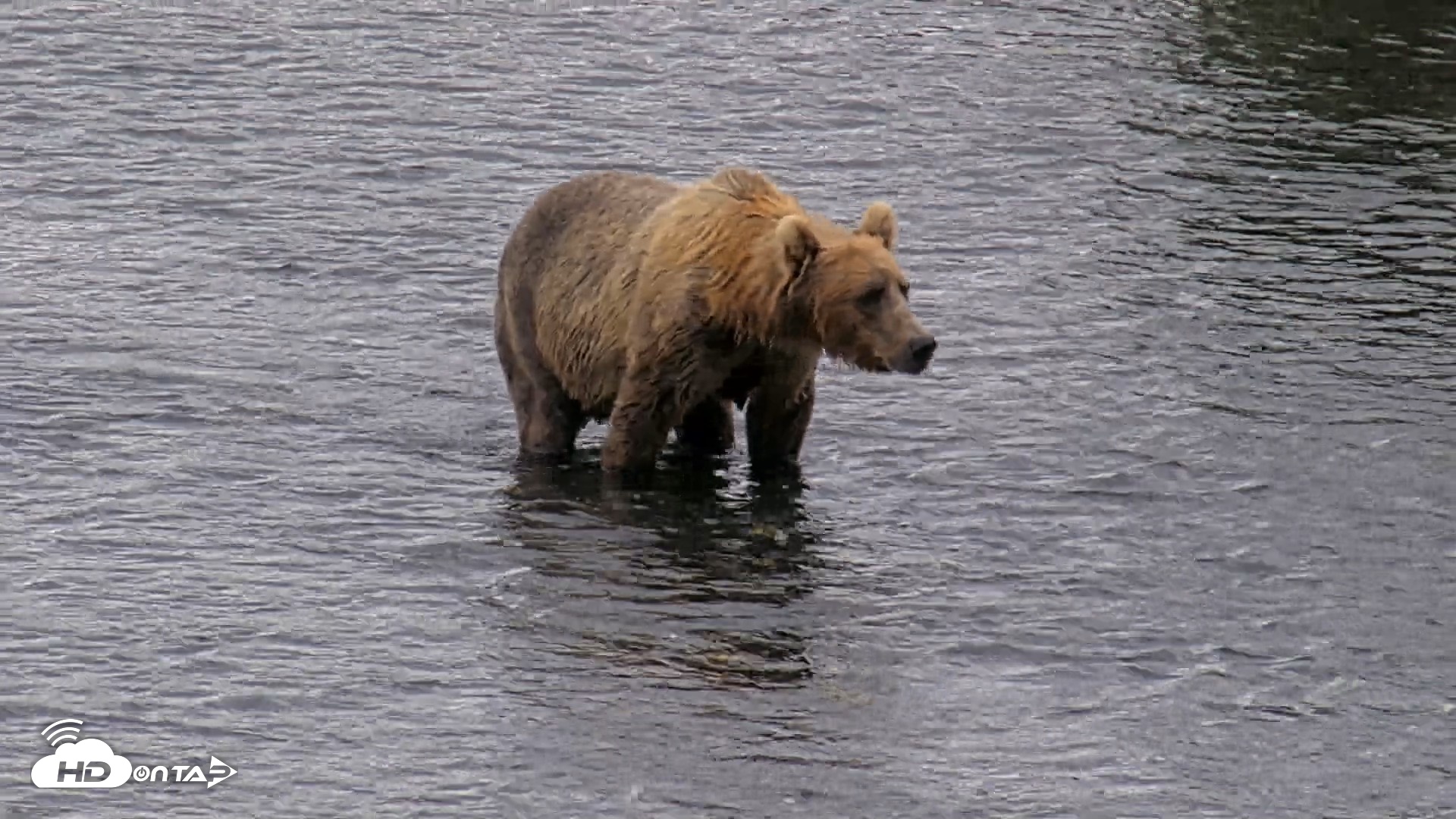 Snapshot of Kodiak Alaska Brown Bears Live Webcam taken Aug 13, 2026, 11:47am AKDT