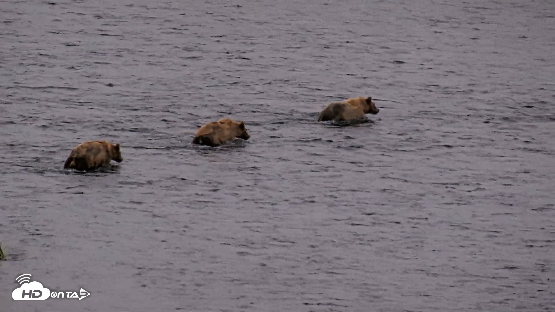Snapshot of Kodiak Alaska Brown Bears Live Webcam taken Jul 31, 2026, 10:37pm AKDT
