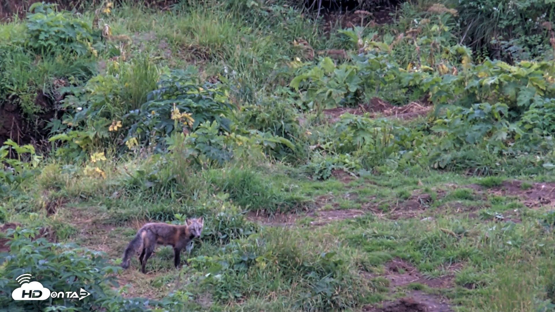 Snapshot of Kodiak Alaska Brown Bears Live Webcam taken Aug 14, 2026, 4:20pm AKDT