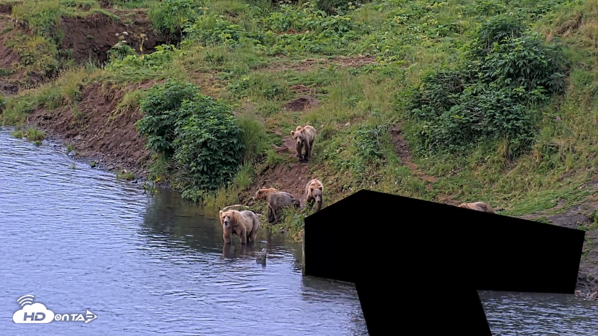 Snapshot of Kodiak Alaska Brown Bears Live Webcam taken Aug 6, 2026, 7:10am AKDT