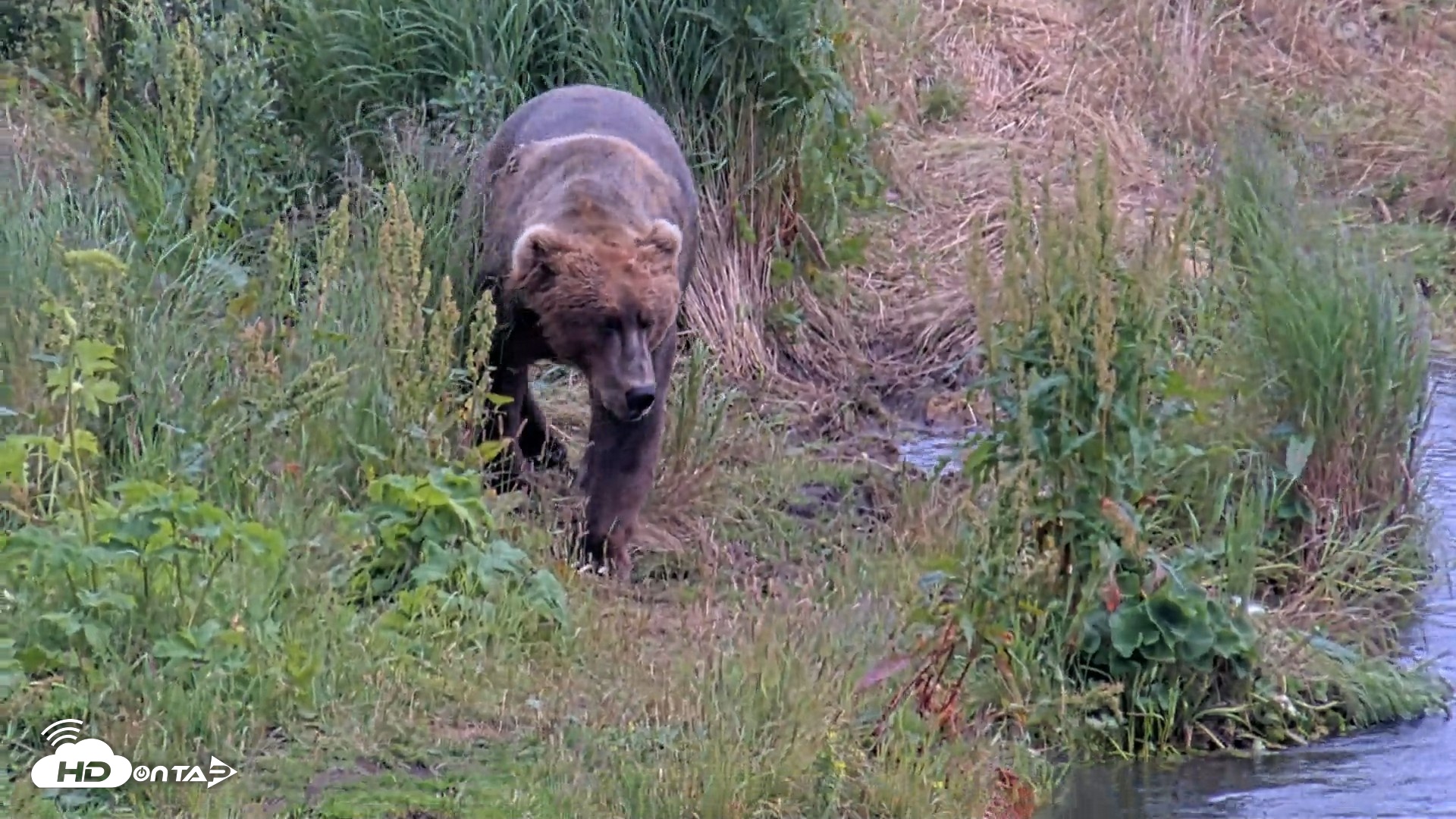 Snapshot of Kodiak Alaska Brown Bears Live Webcam taken Aug 7, 2026, 5:18pm AKDT