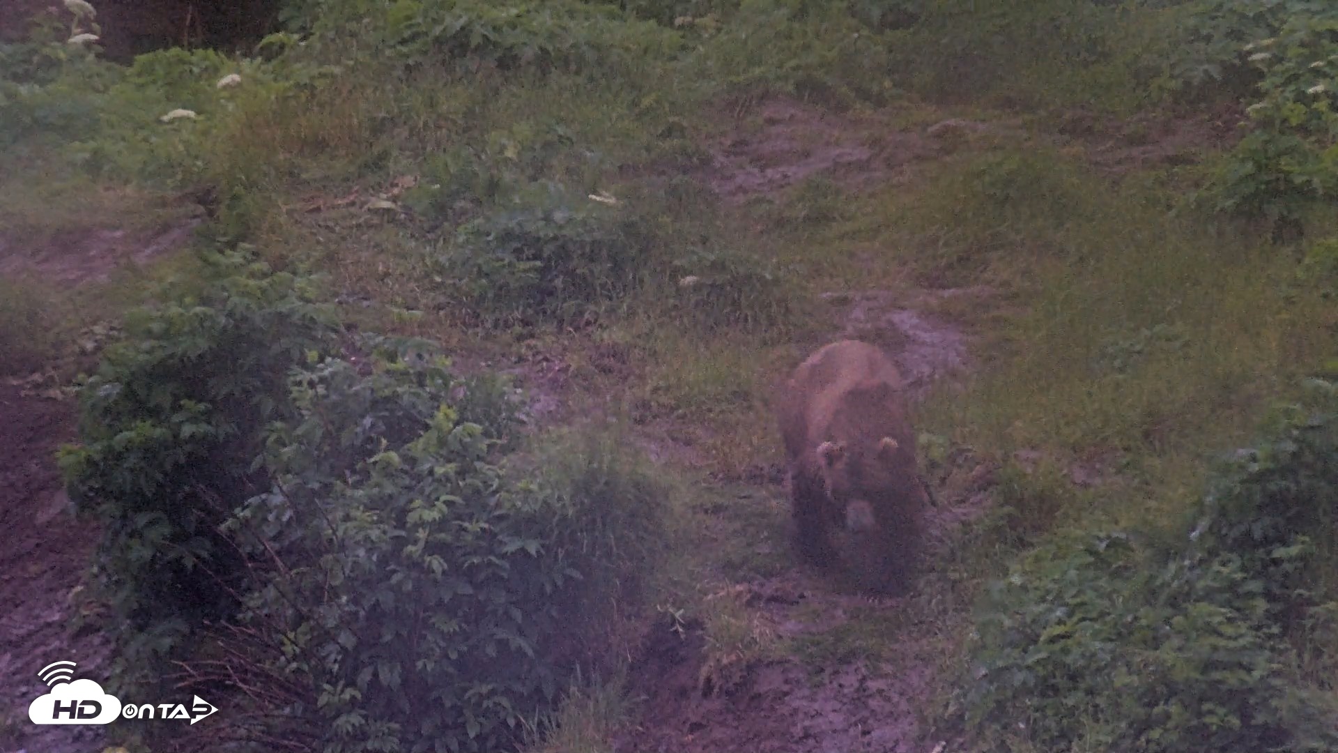 Snapshot of Kodiak Alaska Brown Bears Live Webcam taken Jul 21, 2026, 6:34am AKDT