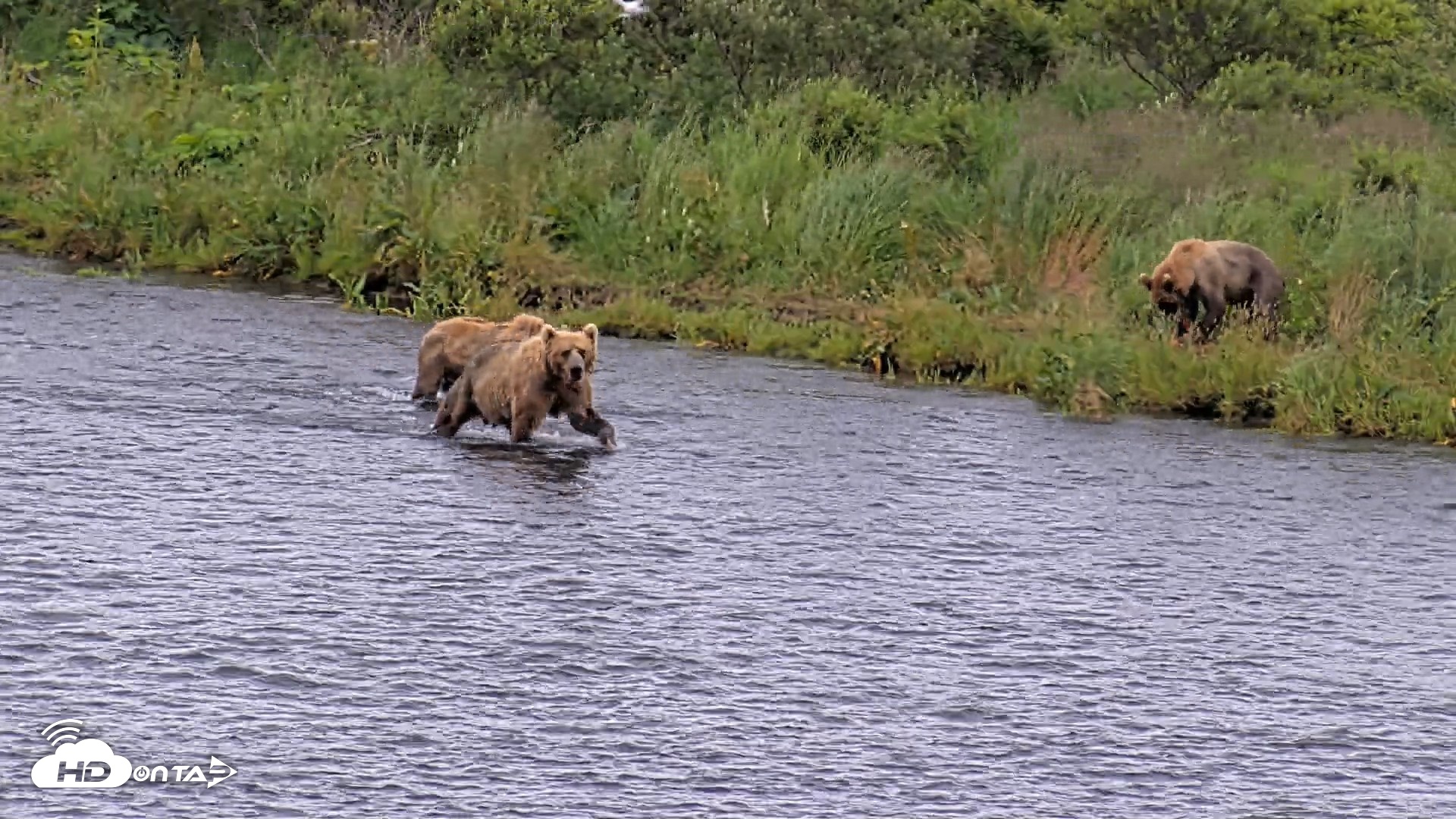 Snapshot of Kodiak Alaska Brown Bears Live Webcam taken Aug 6, 2026, 7:09pm AKDT