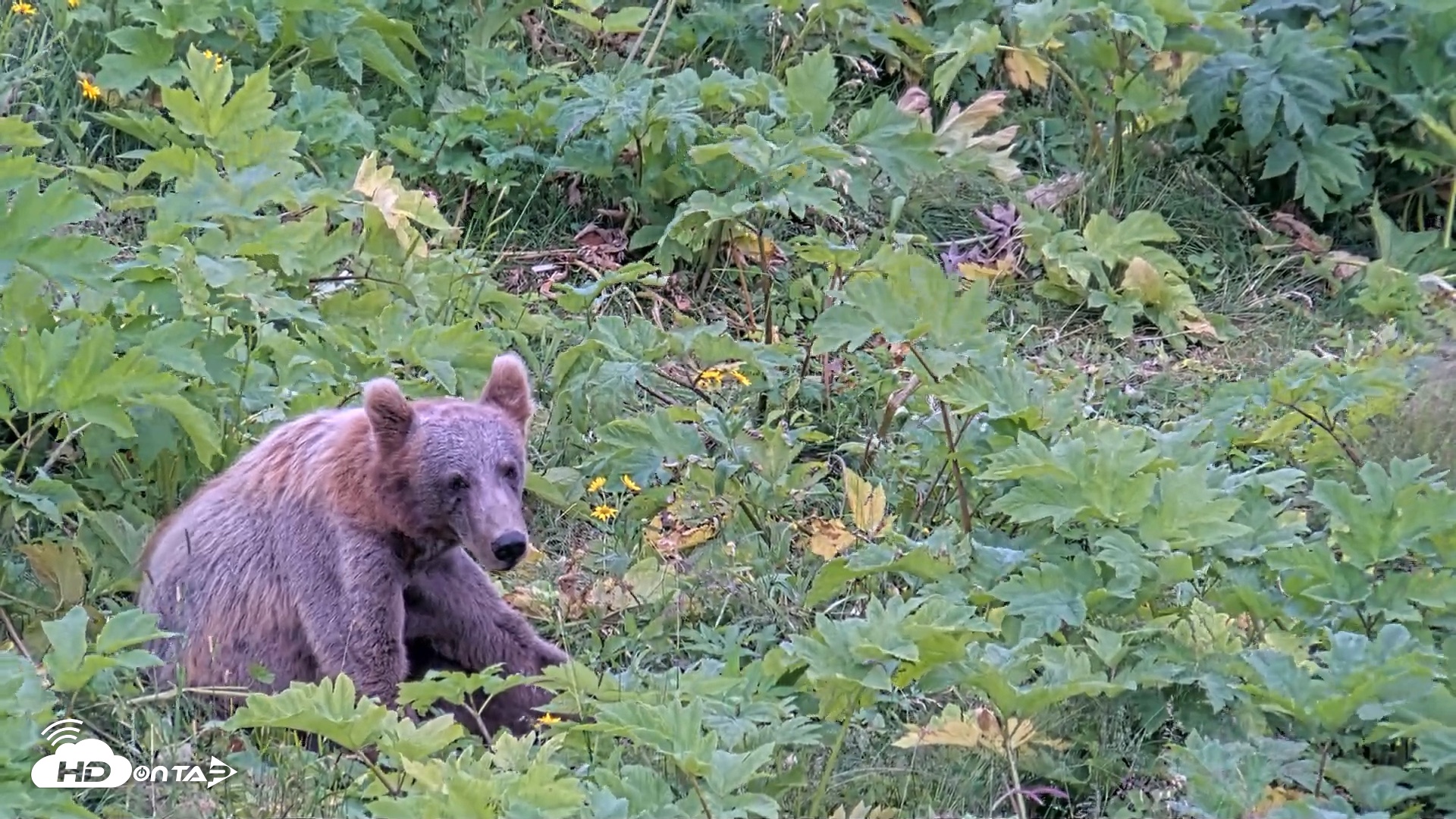 Snapshot of Kodiak Alaska Brown Bears Live Webcam taken Aug 3, 2026, 2:48pm AKDT