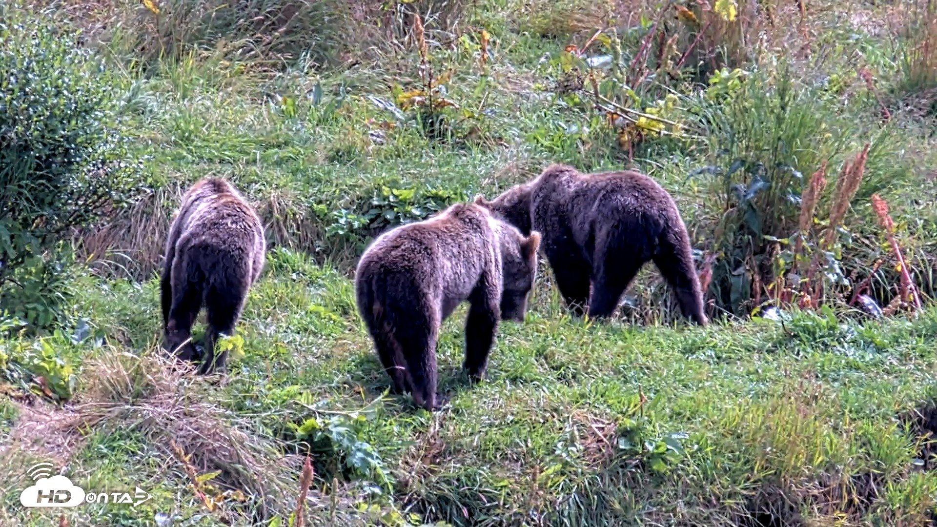 Snapshot of Kodiak Alaska Brown Bears Live Webcam taken Aug 21, 2026, 1:29pm AKDT