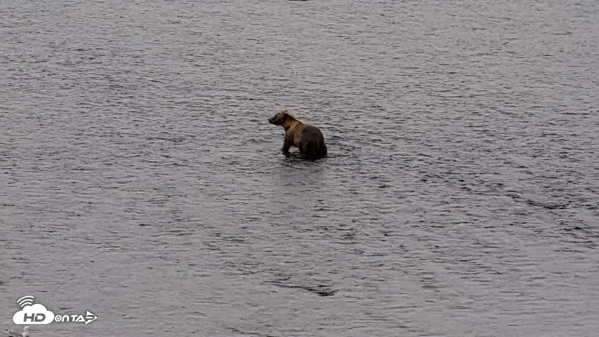 Snapshot of Kodiak Alaska Brown Bears Live Webcam taken Aug 18, 2026, 7:27am AKDT