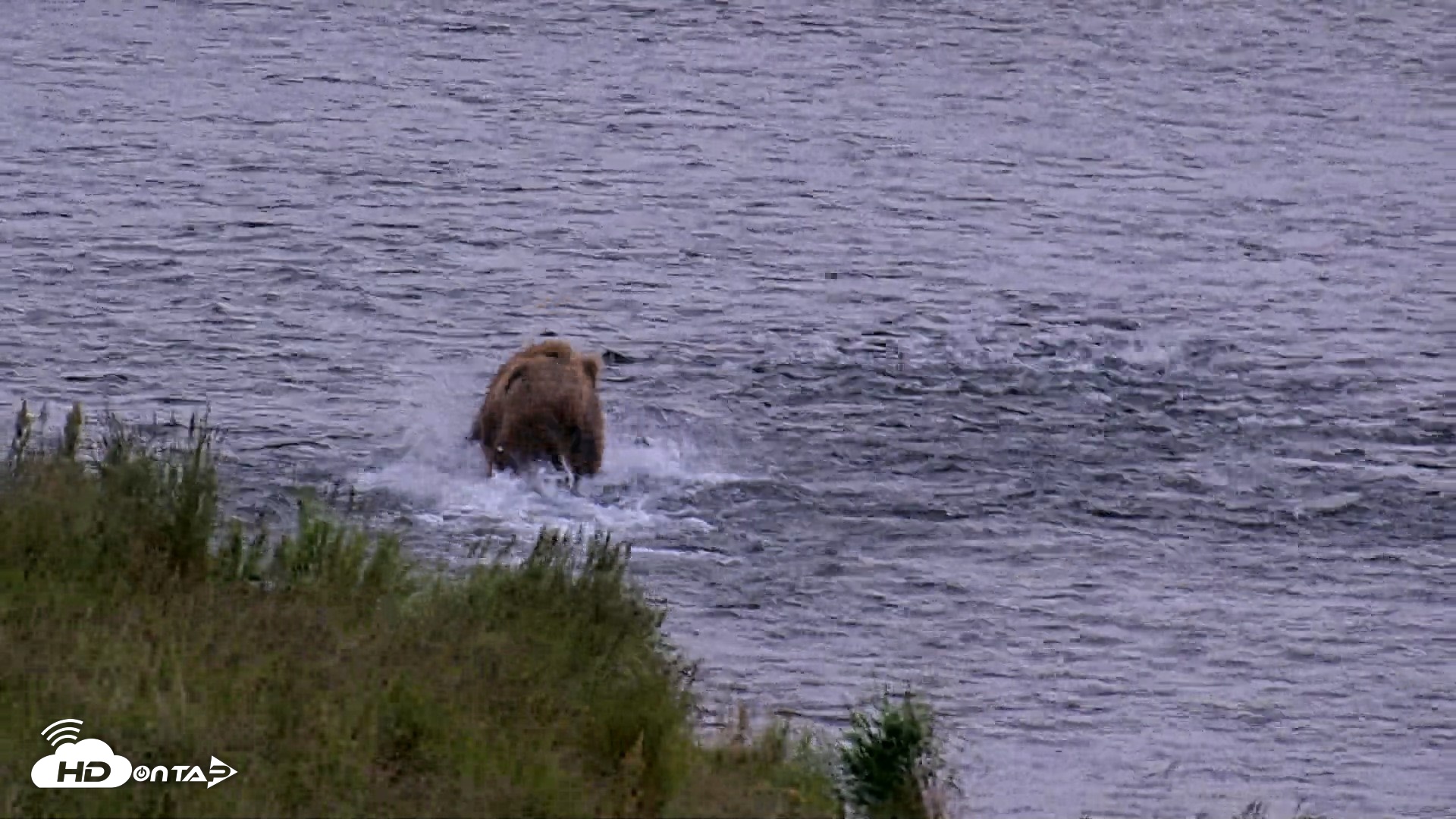 Snapshot of Kodiak Alaska Brown Bears Live Webcam taken Aug 3, 2026, 6:32am AKDT