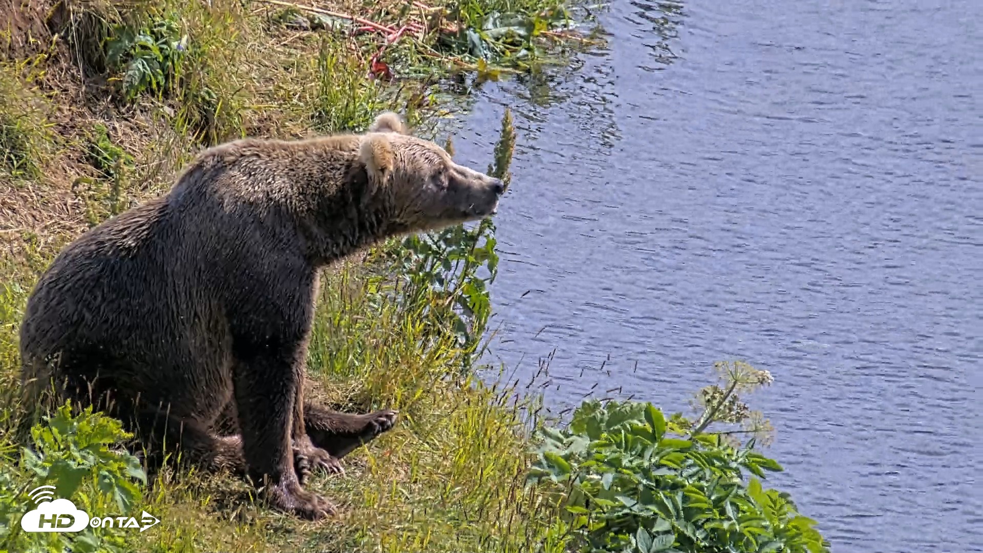 Snapshot of Kodiak Alaska Brown Bears Live Webcam taken Aug 1, 2026, 2:29pm AKDT