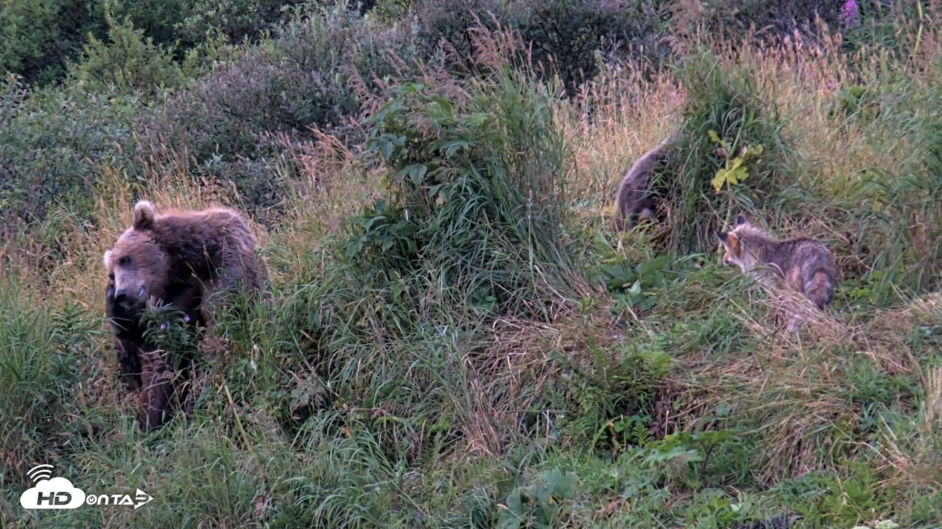 Snapshot of Kodiak Alaska Brown Bears Live Webcam taken Aug 21, 2026, 7:36am AKDT