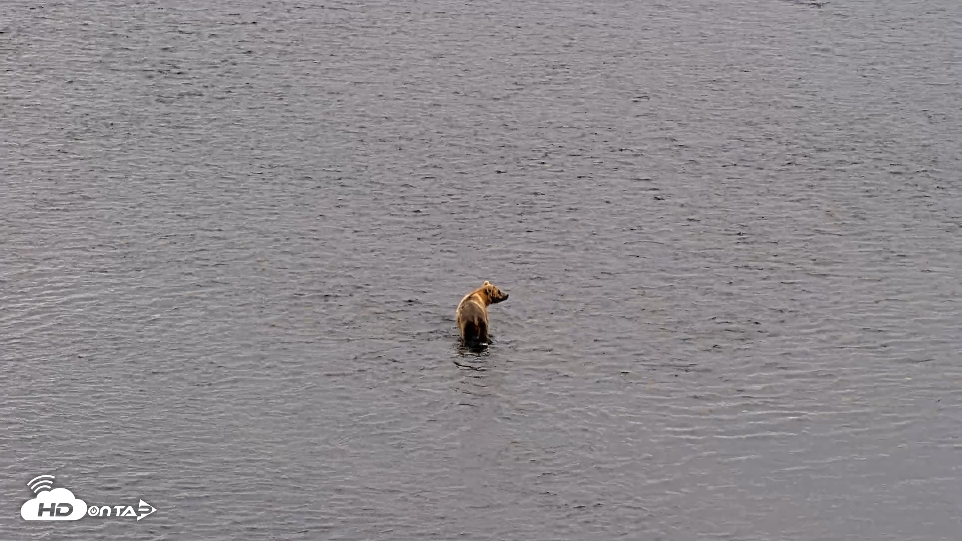 Snapshot of Kodiak Alaska Brown Bears Live Webcam taken Aug 6, 2026, 10:20am AKDT