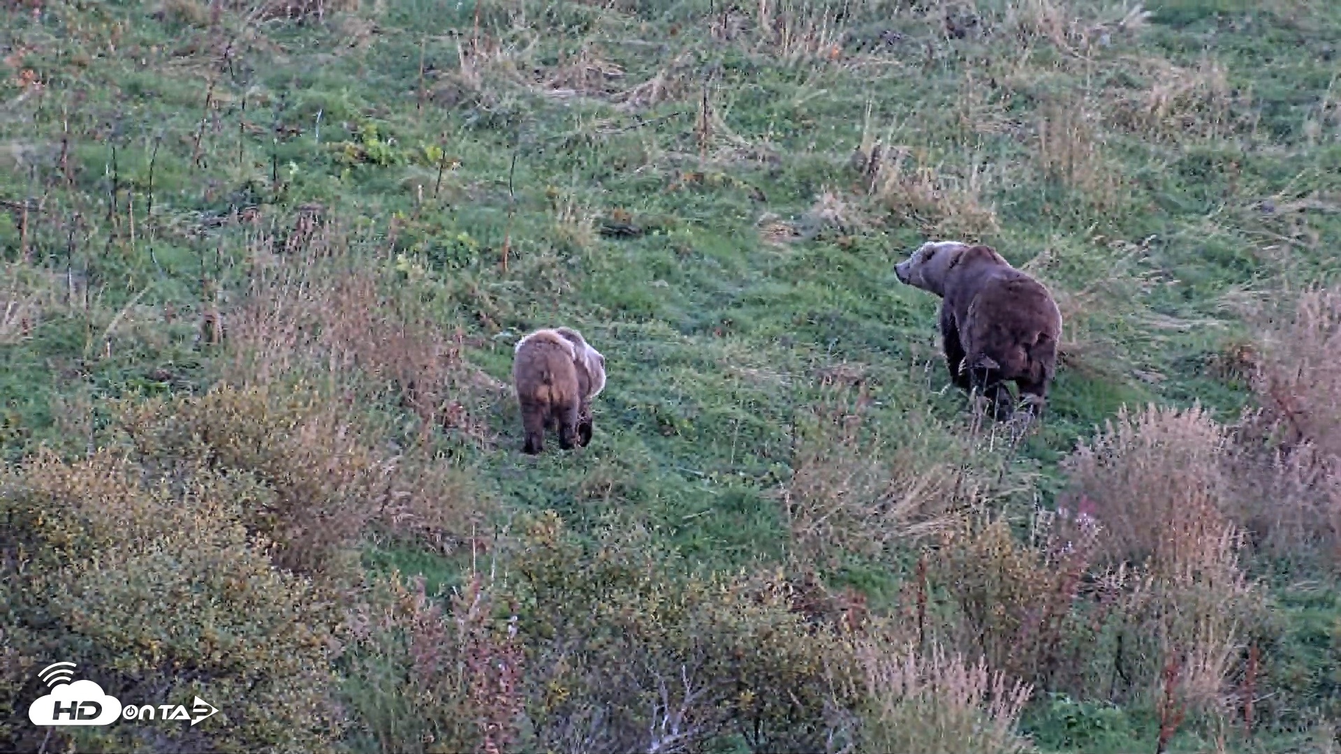 Snapshot of Kodiak Alaska Brown Bears Live Webcam taken Oct 1, 2026, 7:13pm AKDT