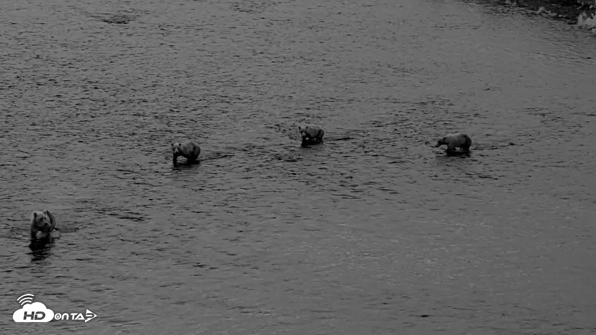 Snapshot of Kodiak Alaska Brown Bears Live Webcam taken Aug 12, 2026, 6:23am AKDT