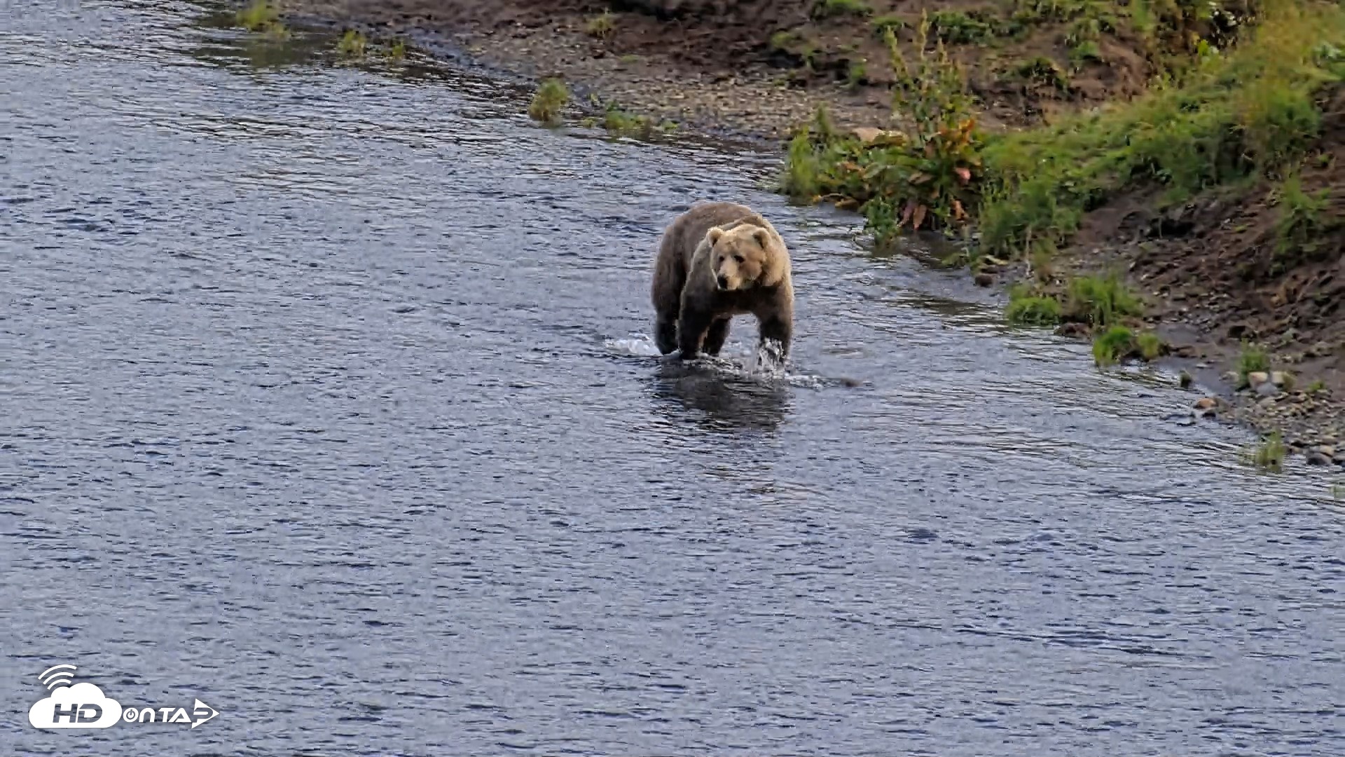 Snapshot of Kodiak Alaska Brown Bears Live Webcam taken Aug 14, 2026, 6:59pm AKDT
