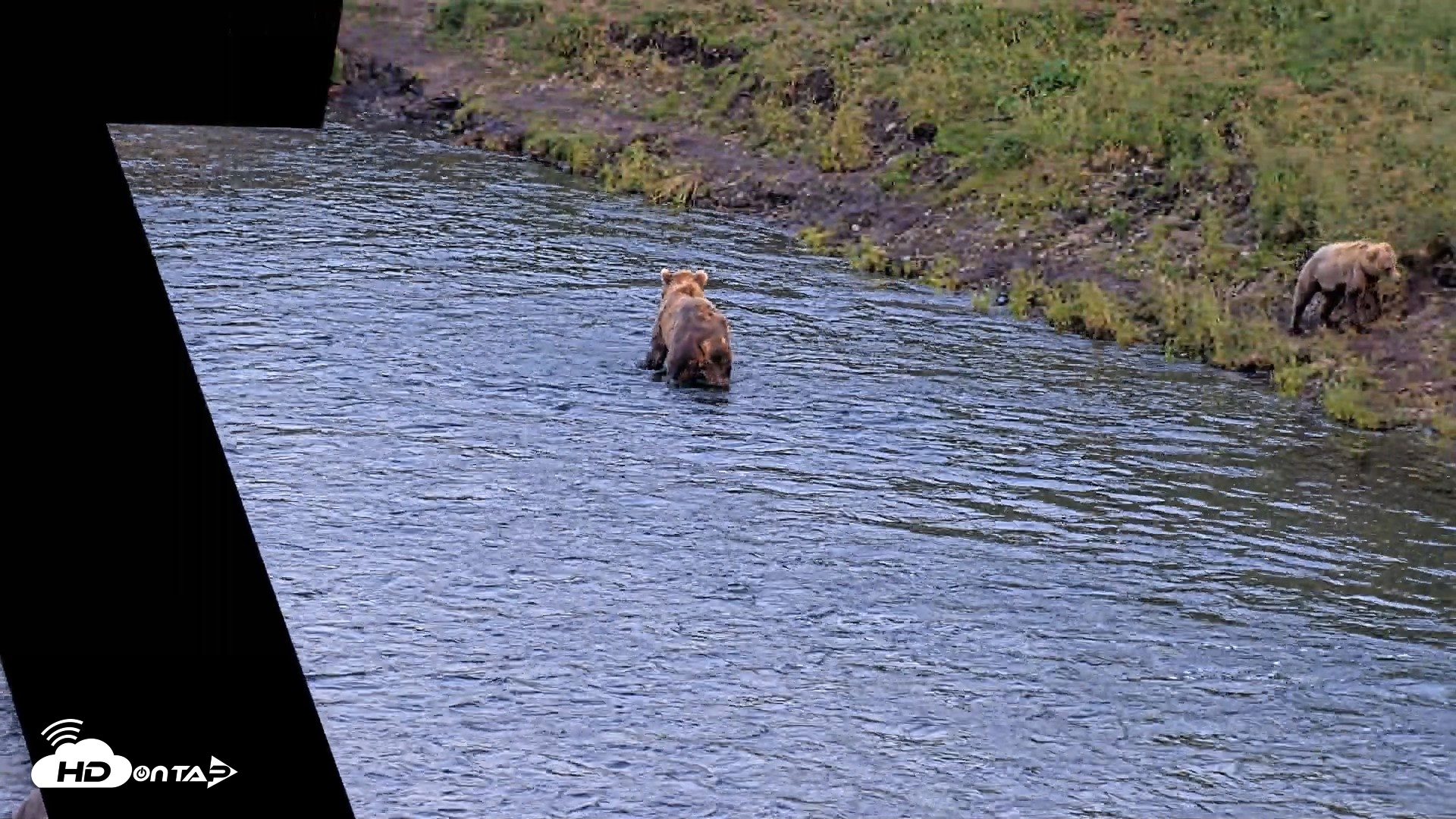 Snapshot of Kodiak Alaska Brown Bears Live Webcam taken Aug 8, 2026, 9:52pm AKDT