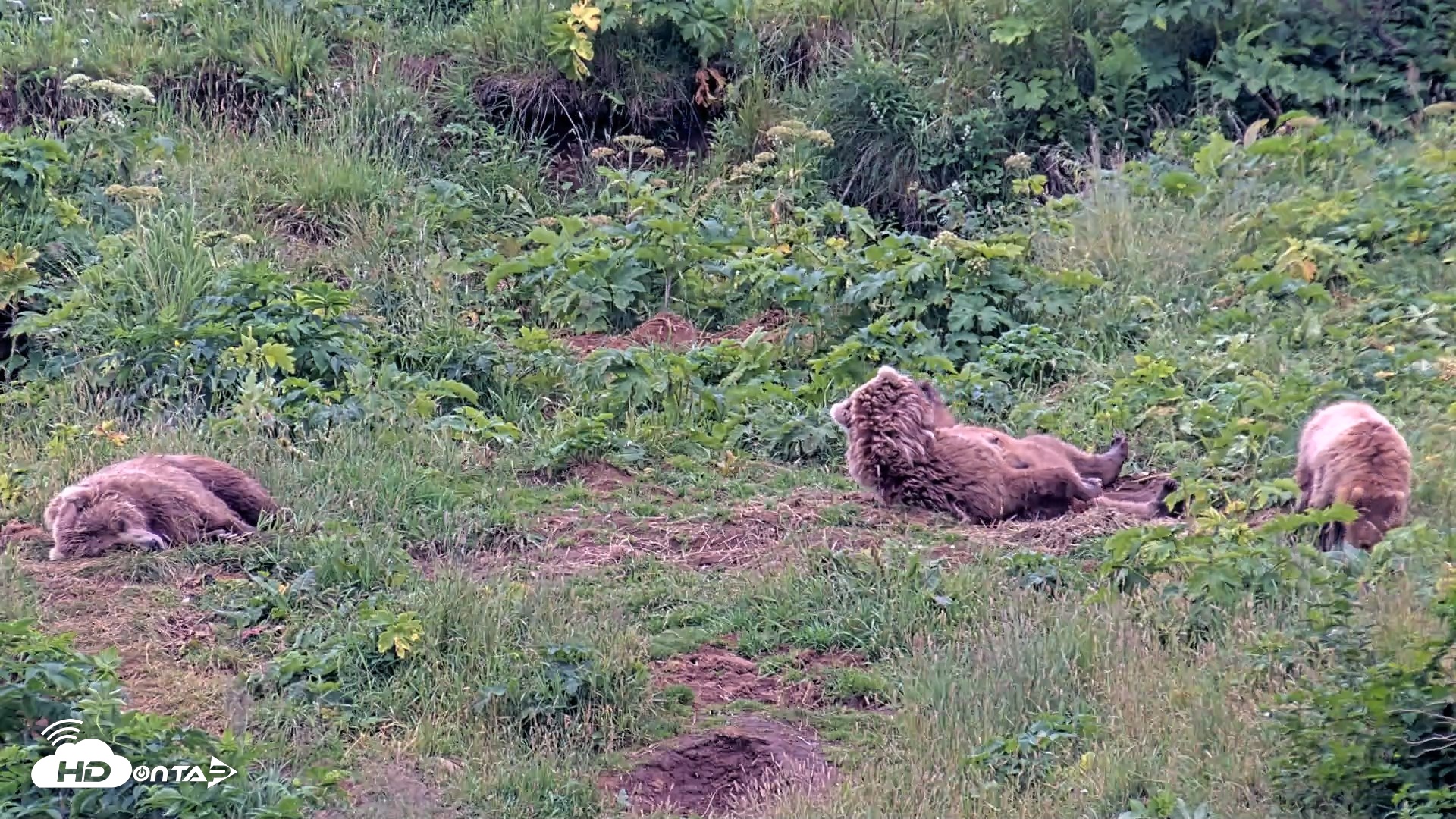 Snapshot of Kodiak Alaska Brown Bears Live Webcam taken Aug 6, 2026, 8:15pm AKDT