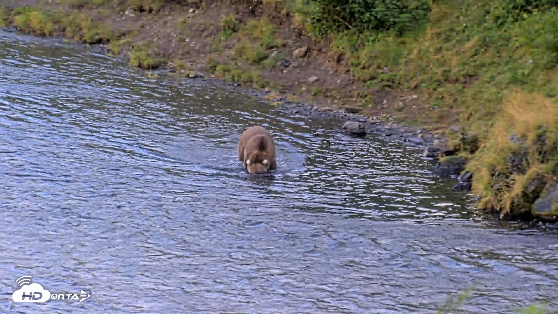Snapshot of Kodiak Alaska Brown Bears Live Webcam taken Aug 22, 2026, 7:21pm AKDT