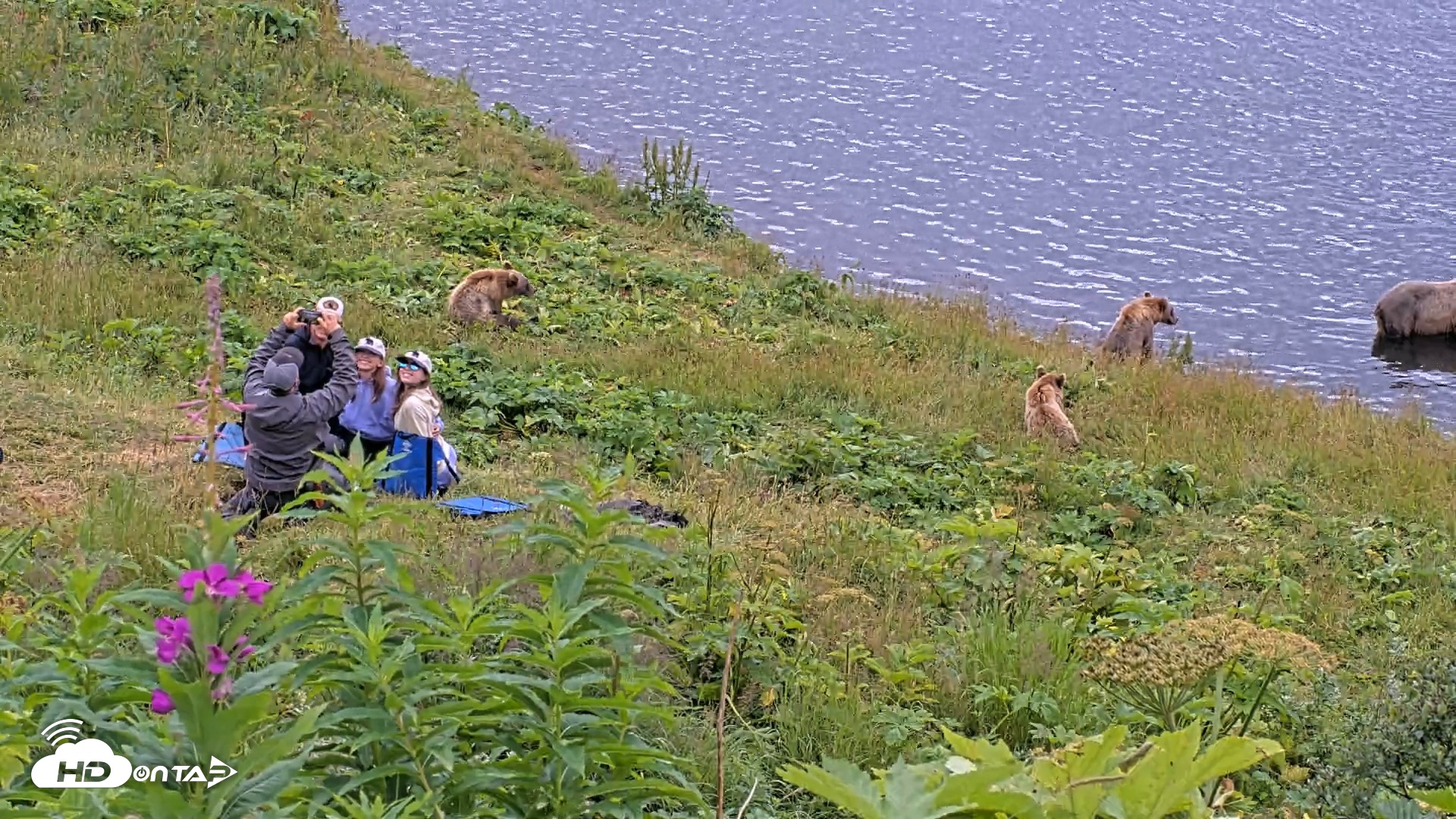 Snapshot of Kodiak Alaska Brown Bears Live Webcam taken Aug 7, 2026, 12:19pm AKDT