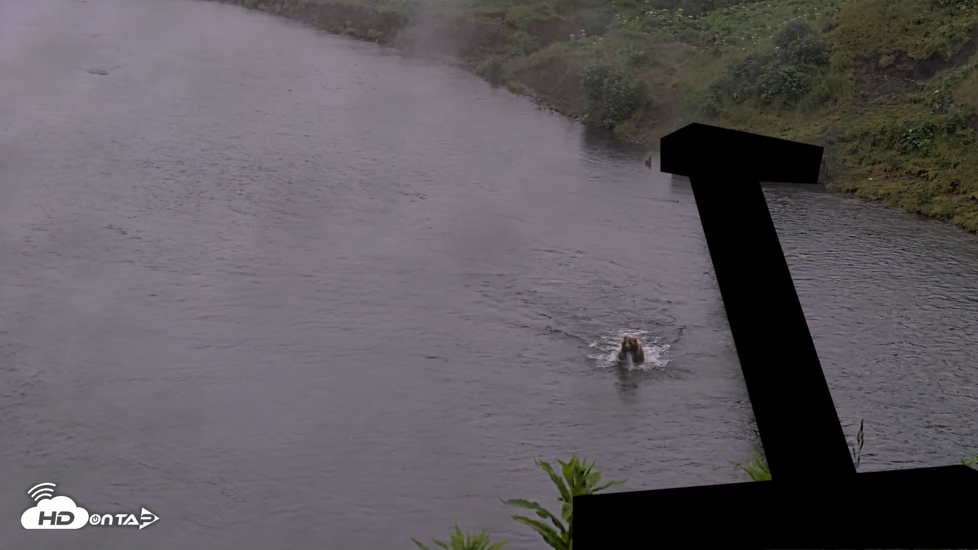 Snapshot of Kodiak Alaska Brown Bears Live Webcam taken Jul 20, 2026, 10:14pm AKDT