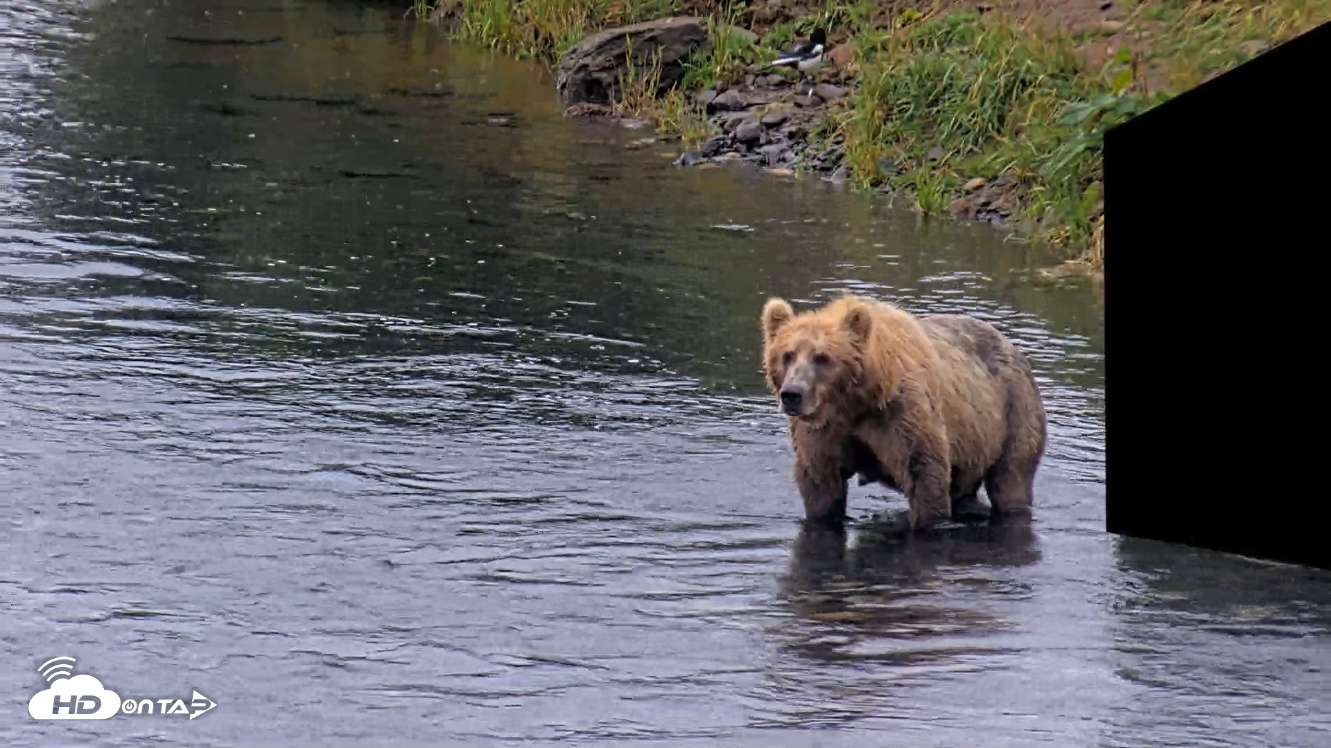 Snapshot of Kodiak Alaska Brown Bears Live Webcam taken Aug 7, 2026, 7:23am AKDT