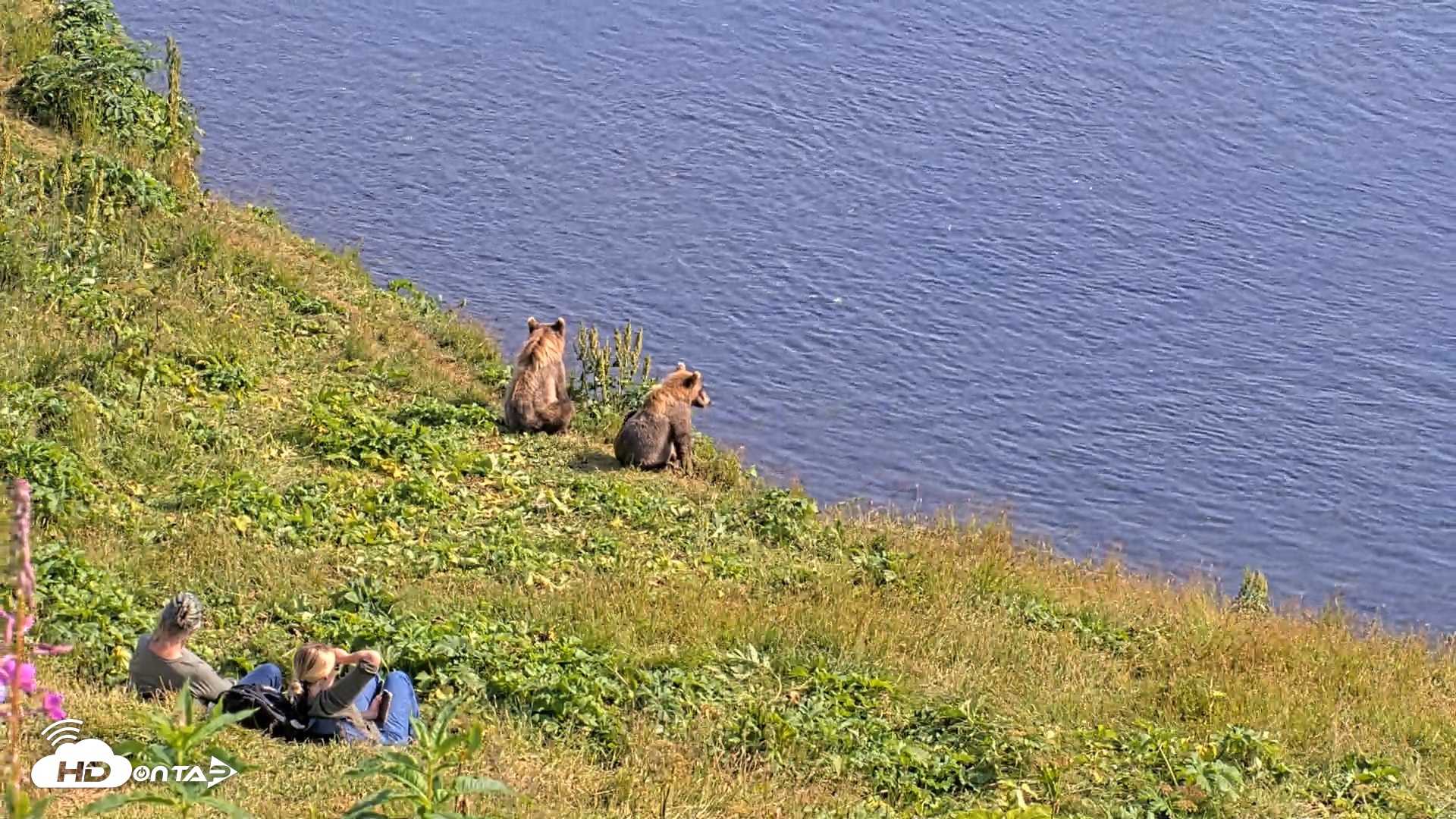 Snapshot of Kodiak Alaska Brown Bears Live Webcam taken Aug 8, 2026, 4:26pm AKDT