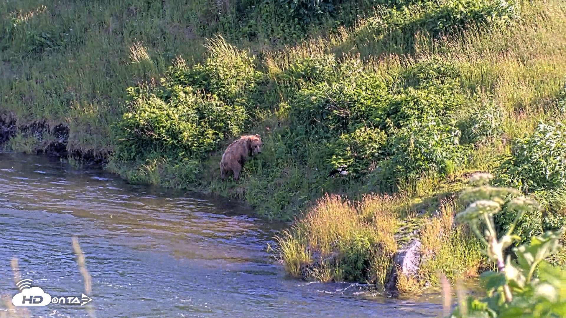 Snapshot of Kodiak Alaska Brown Bears Live Webcam taken Jul 24, 2026, 6:48pm AKDT