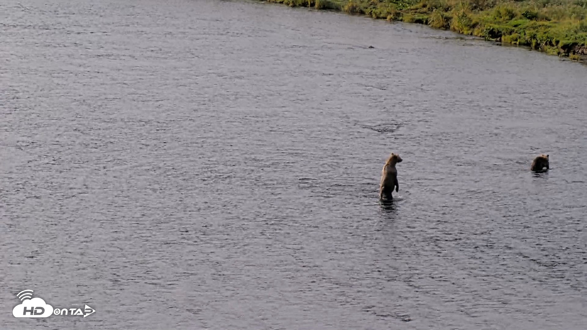 Snapshot of Kodiak Alaska Brown Bears Live Webcam taken Aug 18, 2026, 9:29am AKDT