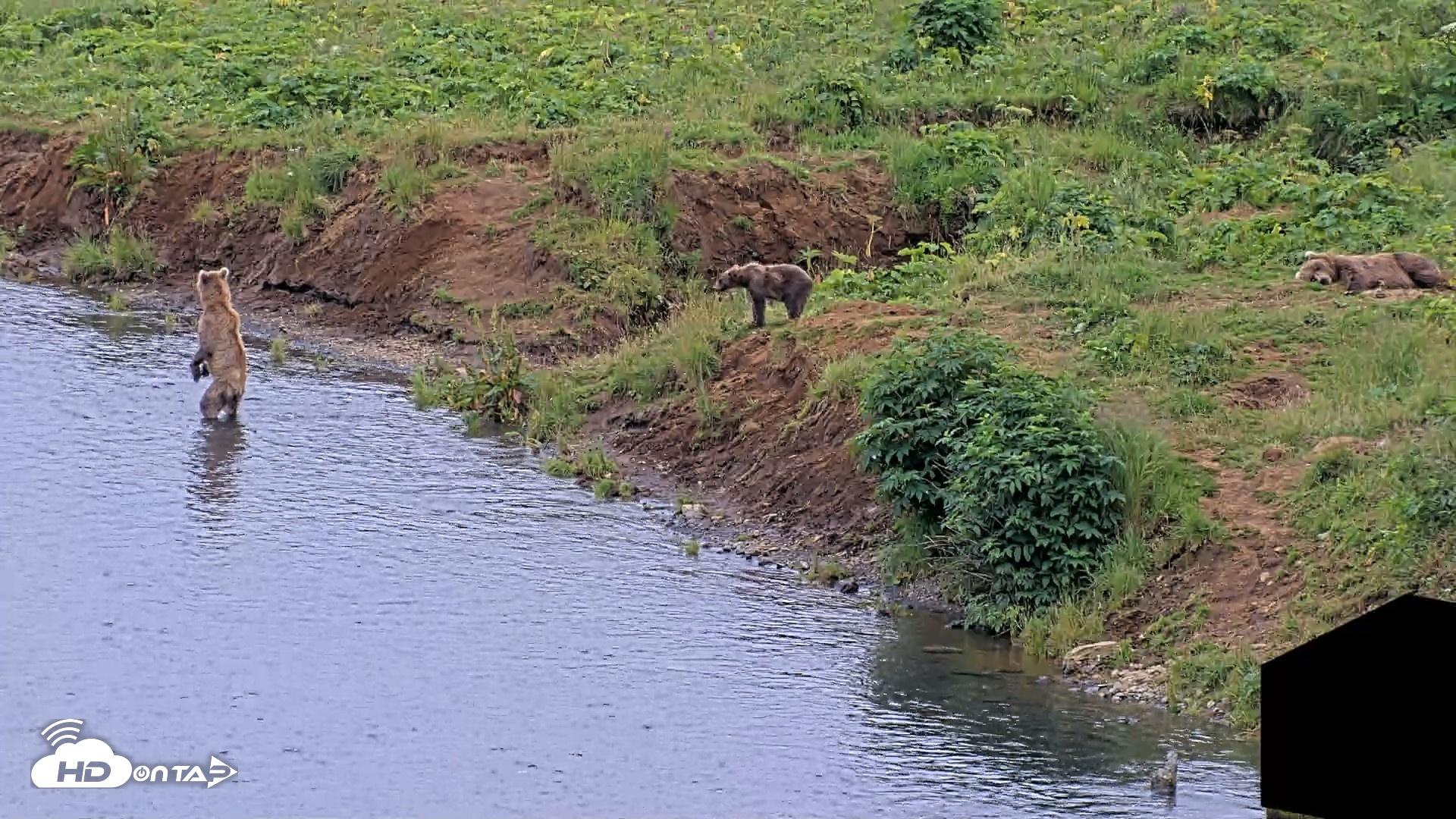Snapshot of Kodiak Alaska Brown Bears Live Webcam taken Aug 10, 2026, 6:27pm AKDT