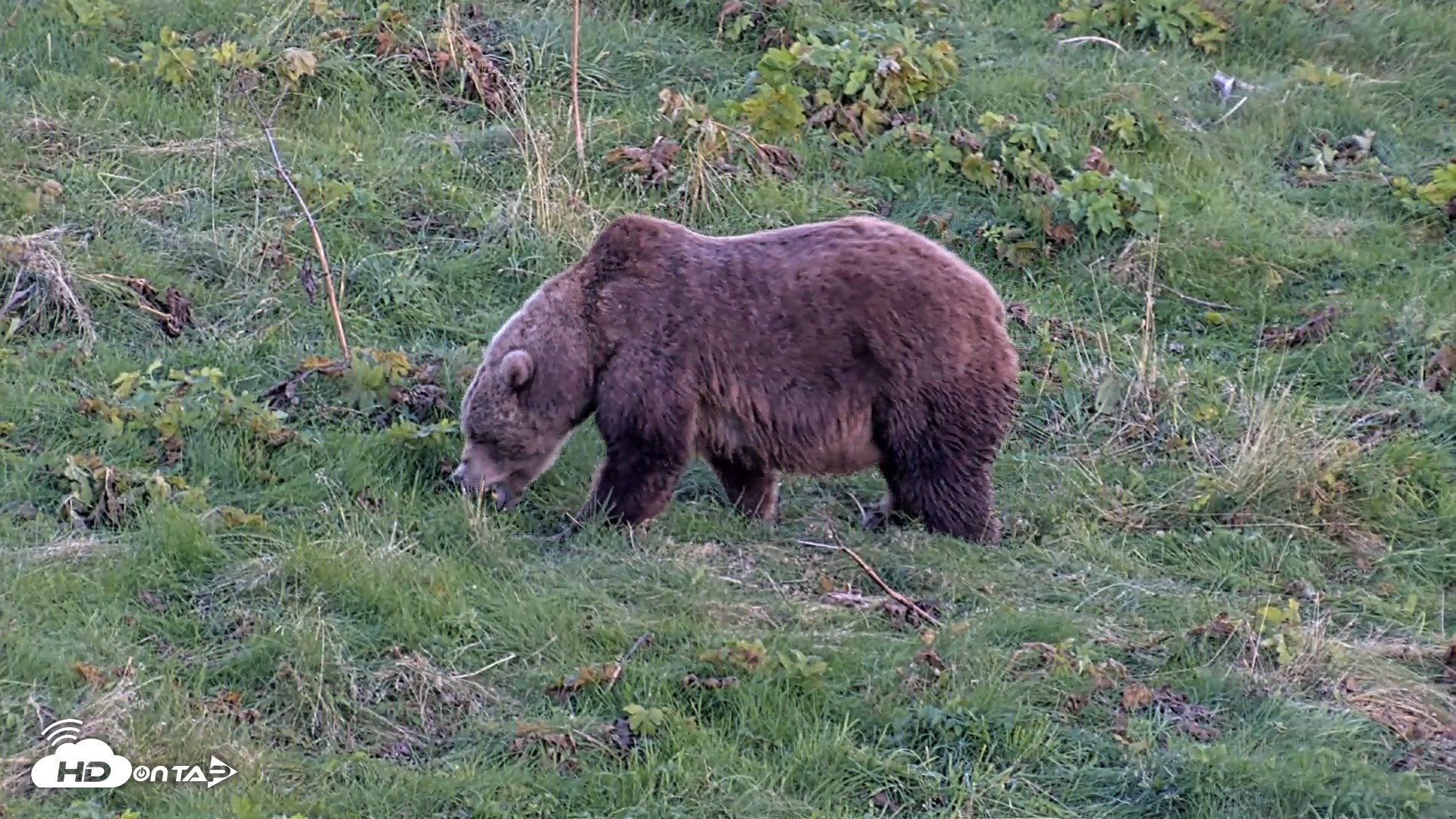 Snapshot of Kodiak Alaska Brown Bears Live Webcam taken Oct 1, 2026, 7:08pm AKDT