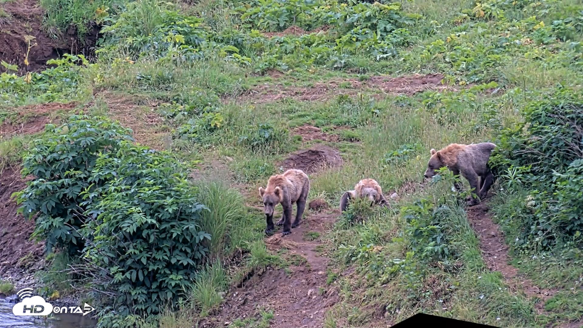 Snapshot of Kodiak Alaska Brown Bears Live Webcam taken Aug 7, 2026, 12:30pm AKDT