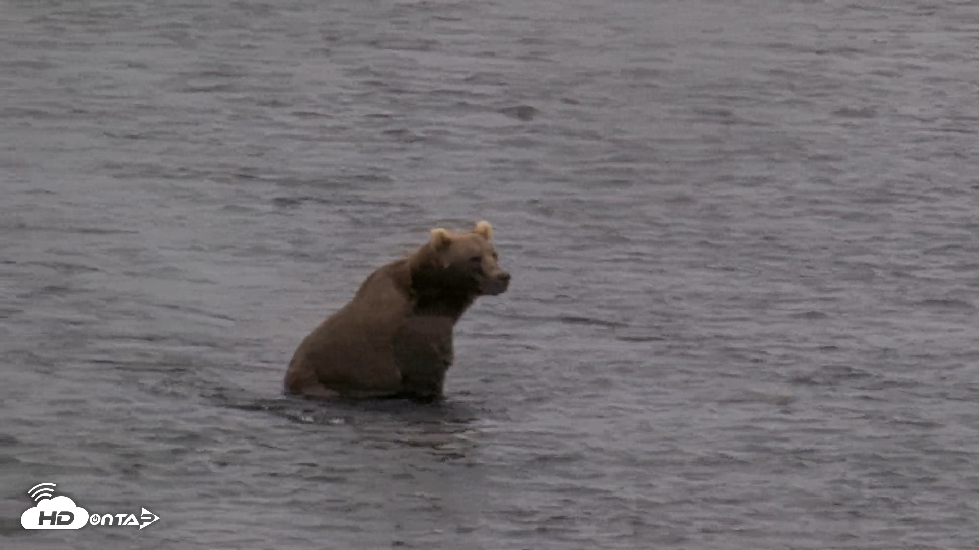 Snapshot of Kodiak Alaska Brown Bears Live Webcam taken Aug 13, 2026, 1:45pm AKDT