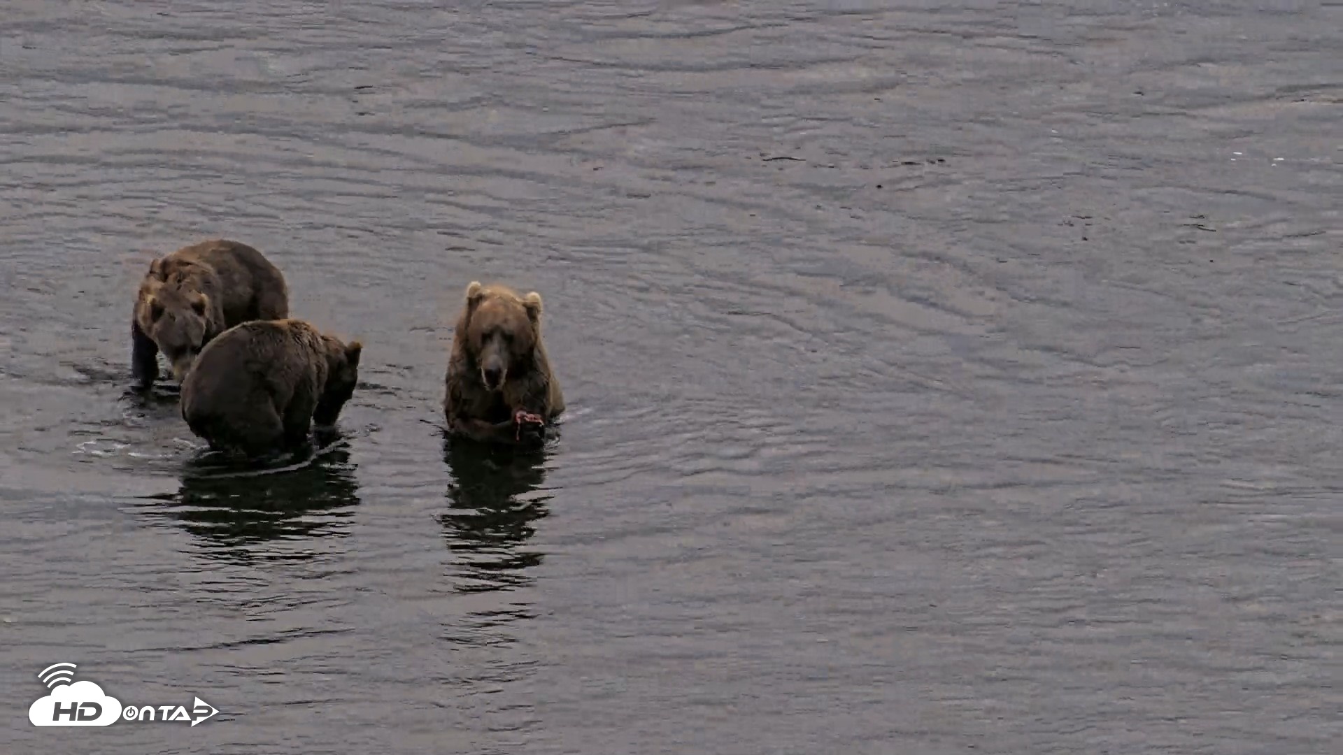 Snapshot of Kodiak Alaska Brown Bears Live Webcam taken Aug 16, 2026, 9:09pm AKDT