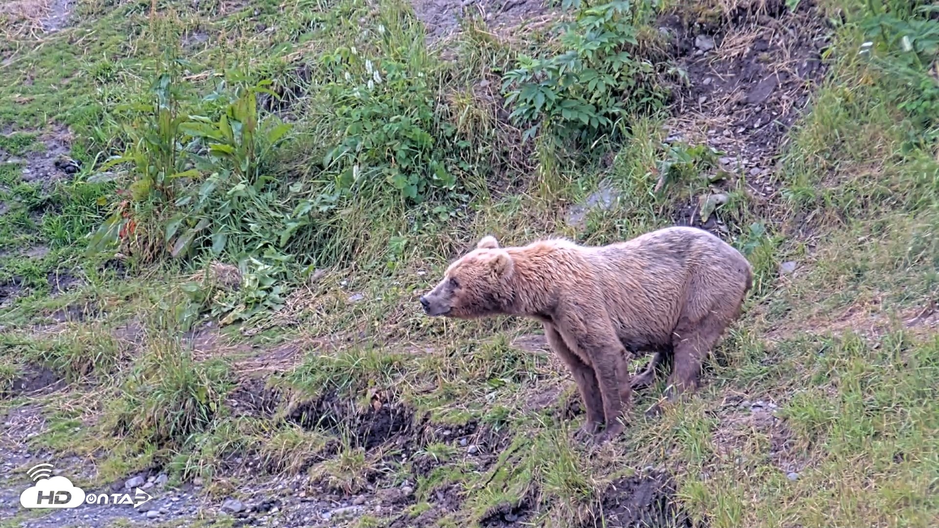 Snapshot of Kodiak Alaska Brown Bears Live Webcam taken Aug 2, 2026, 12:05pm AKDT