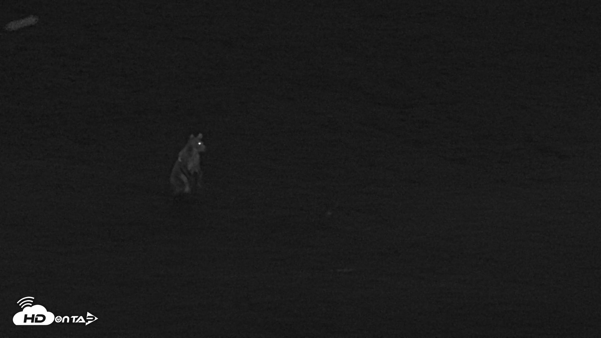 Snapshot of Kodiak Alaska Brown Bears Live Webcam taken Aug 18, 2026, 10:30pm AKDT