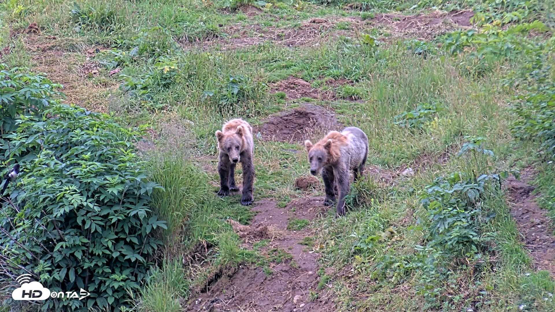 Snapshot of Kodiak Alaska Brown Bears Live Webcam taken Aug 6, 2026, 10:16am AKDT
