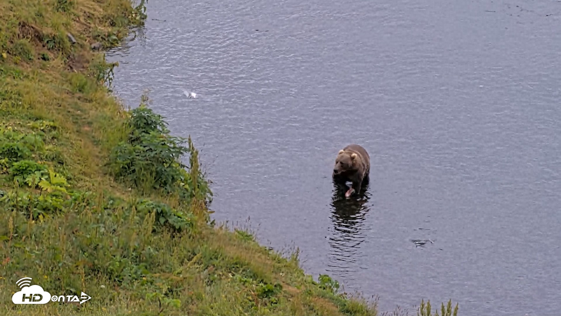 Snapshot of Kodiak Alaska Brown Bears Live Webcam taken Aug 10, 2026, 6:02pm AKDT