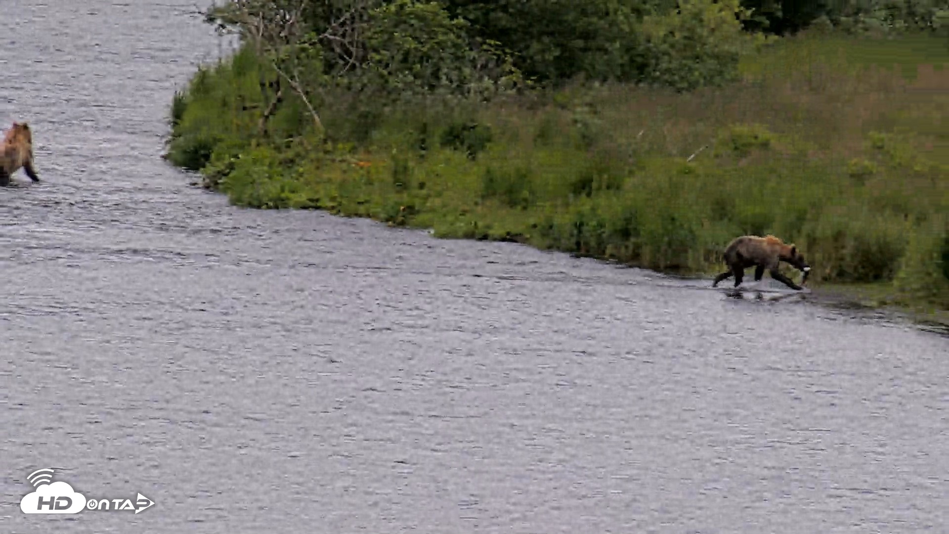 Snapshot of Kodiak Alaska Brown Bears Live Webcam taken Aug 6, 2026, 11:04am AKDT