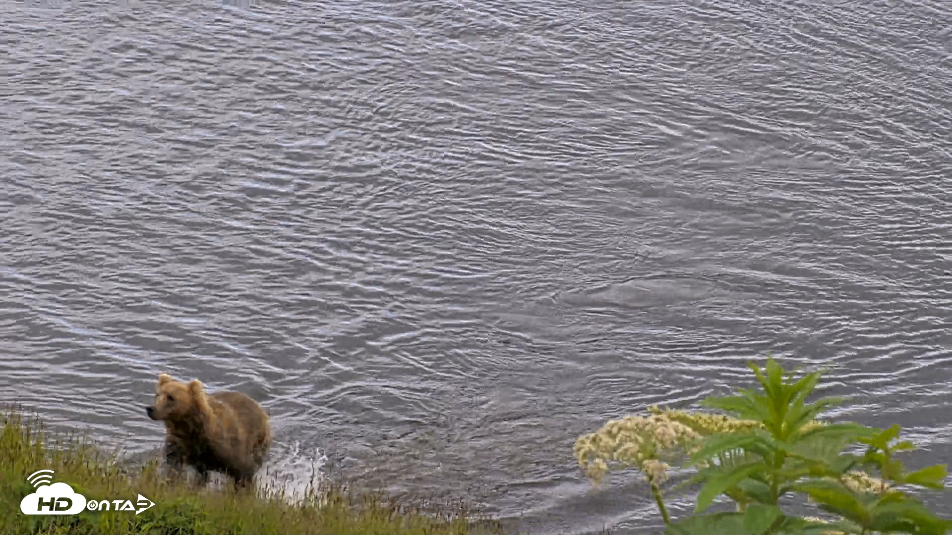 Snapshot of Kodiak Alaska Brown Bears Live Webcam taken Jul 23, 2026, 4:57pm AKDT