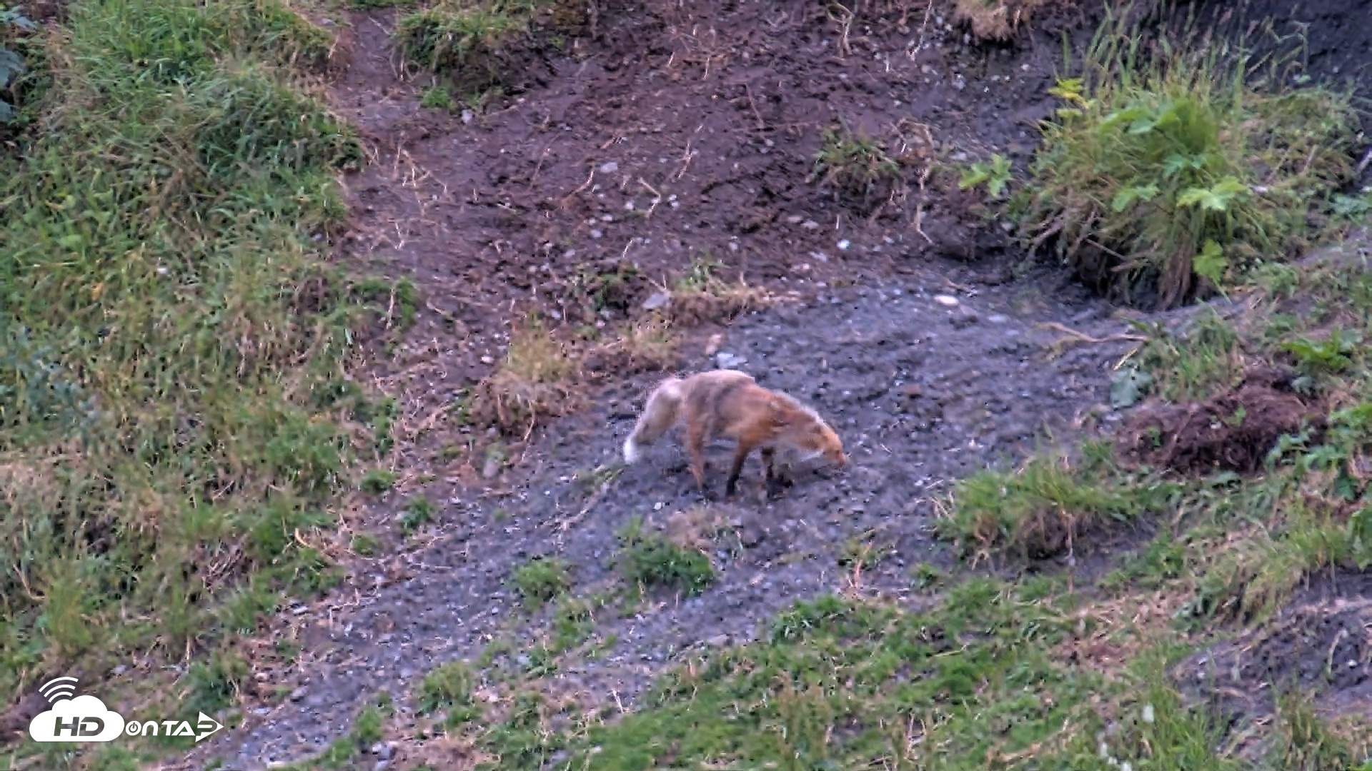 Snapshot of Kodiak Alaska Brown Bears Live Webcam taken Aug 4, 2026, 9:55pm AKDT