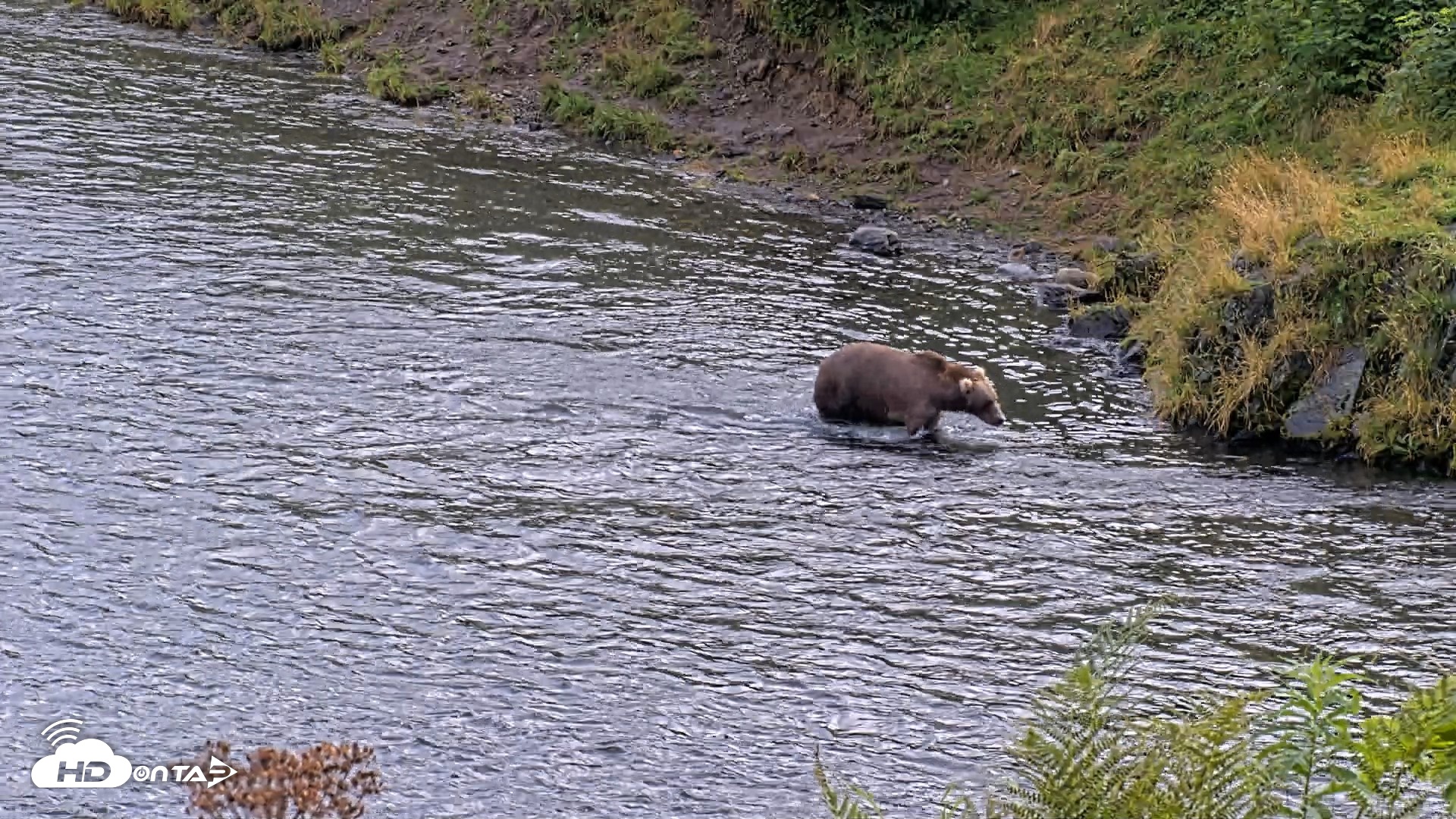 Snapshot of Kodiak Alaska Brown Bears Live Webcam taken Aug 20, 2026, 5:18pm AKDT