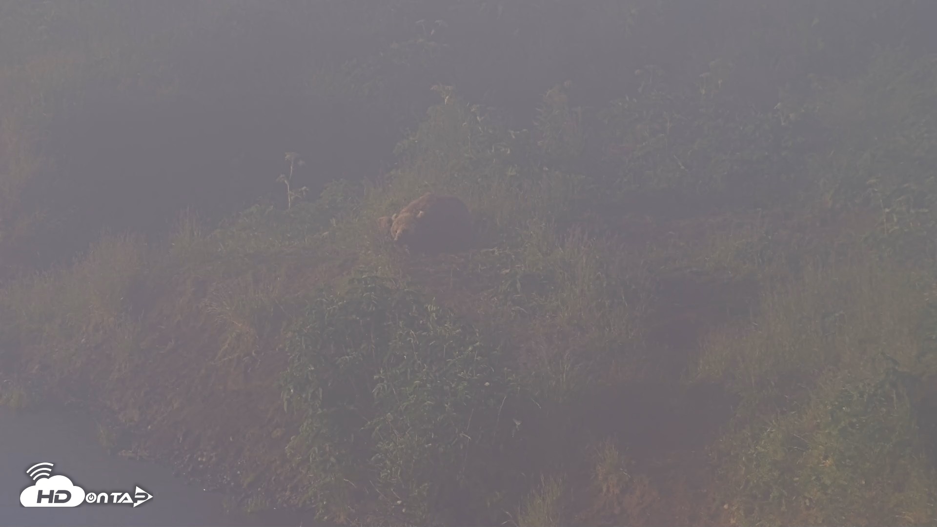 Snapshot of Kodiak Alaska Brown Bears Live Webcam taken Jul 30, 2026, 7:37am AKDT