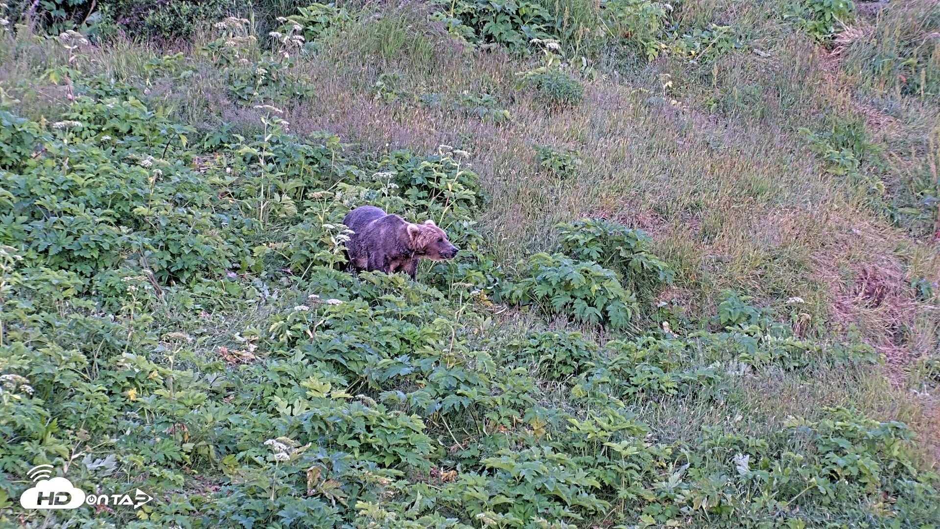 Snapshot of Kodiak Alaska Brown Bears Live Webcam taken Jul 28, 2026, 9:53pm AKDT