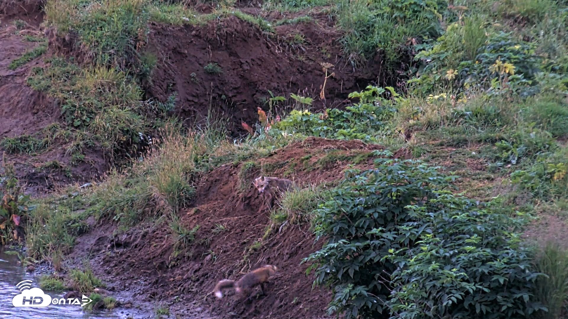 Snapshot of Kodiak Alaska Brown Bears Live Webcam taken Aug 12, 2026, 6:37am AKDT