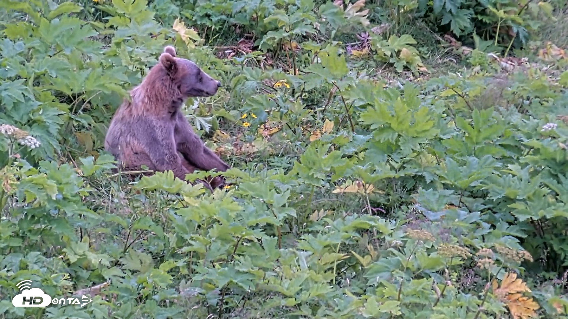 Snapshot of Kodiak Alaska Brown Bears Live Webcam taken Aug 3, 2026, 2:47pm AKDT