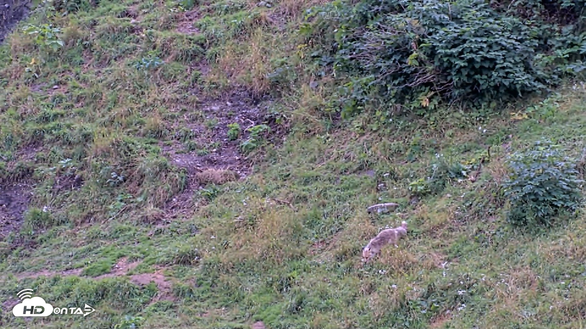 Snapshot of Kodiak Alaska Brown Bears Live Webcam taken Aug 19, 2026, 4:15pm AKDT