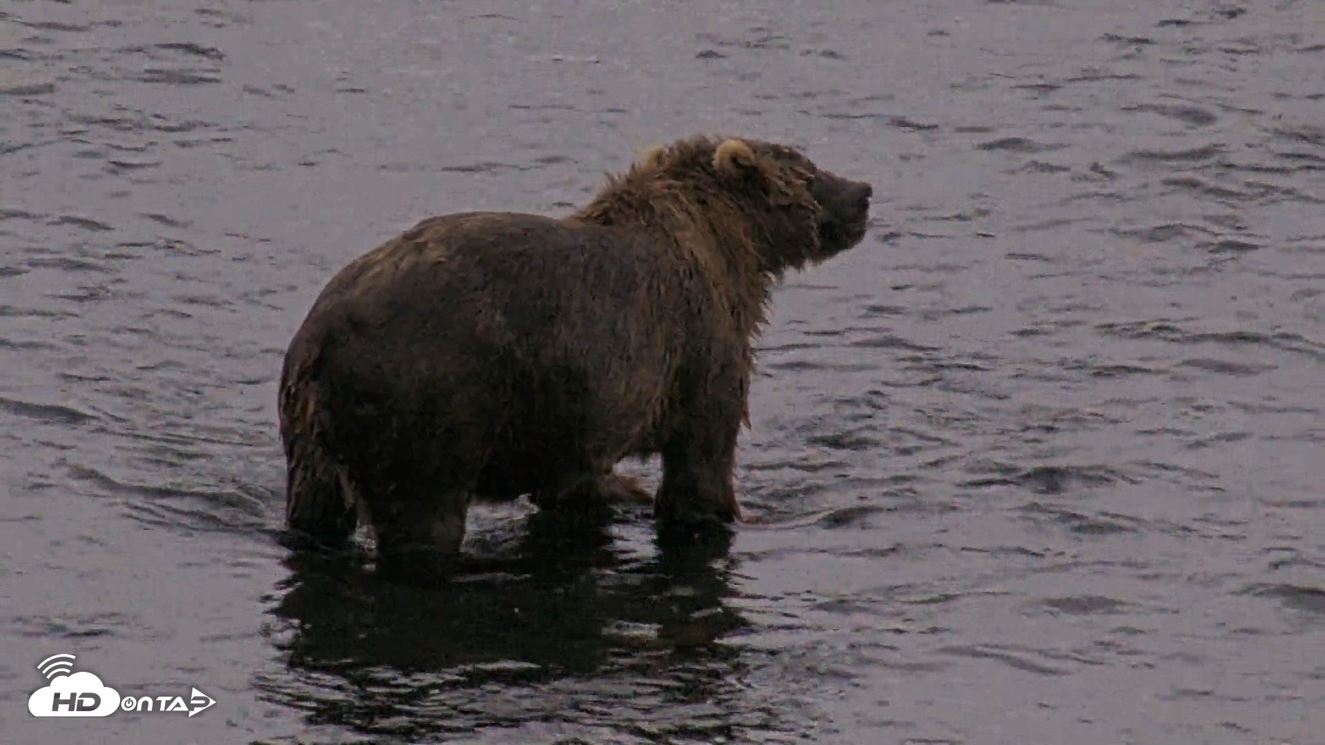 Snapshot of Kodiak Alaska Brown Bears Live Webcam taken Aug 11, 2026, 6:30am AKDT