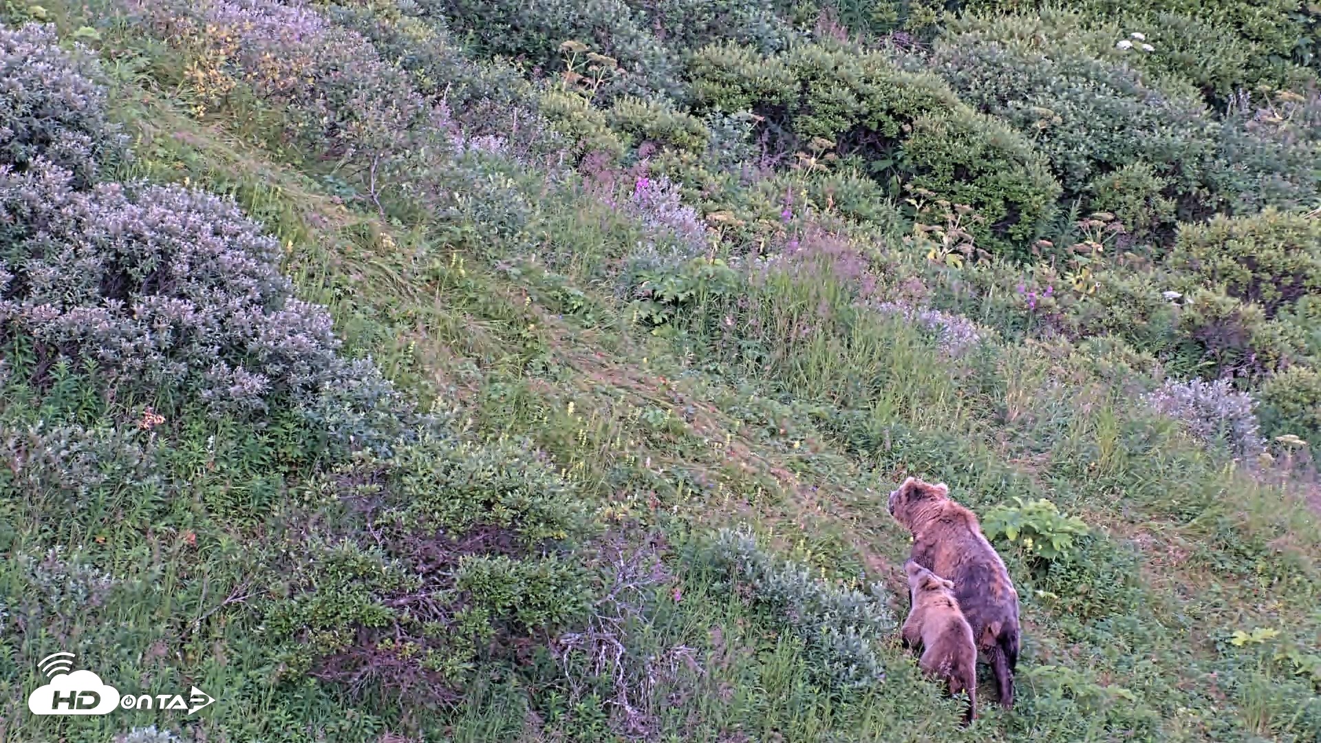 Snapshot of Kodiak Alaska Brown Bears Live Webcam taken Aug 11, 2026, 9:20pm AKDT