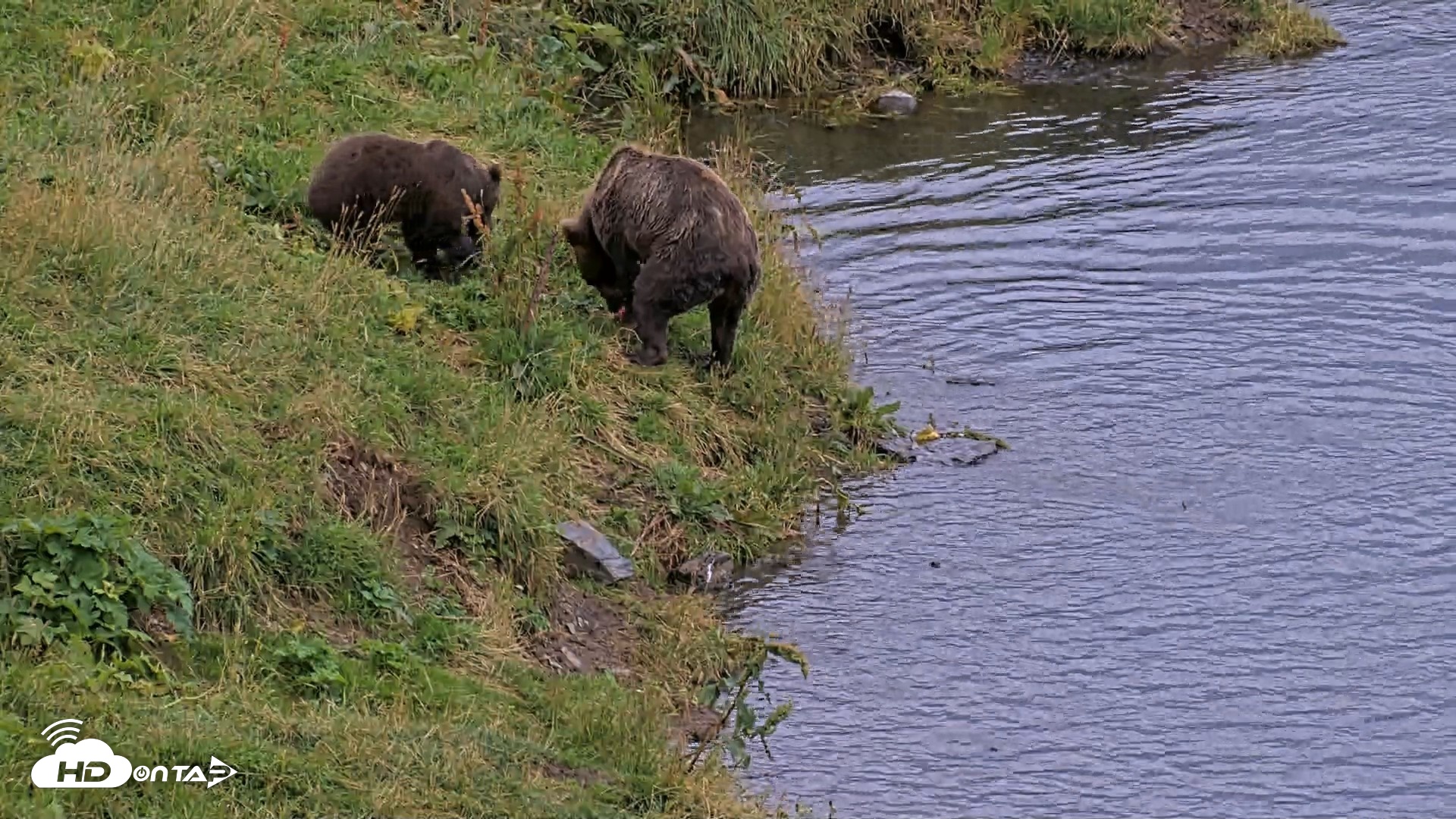 Snapshot of Kodiak Alaska Brown Bears Live Webcam taken Aug 20, 2026, 8:25pm AKDT