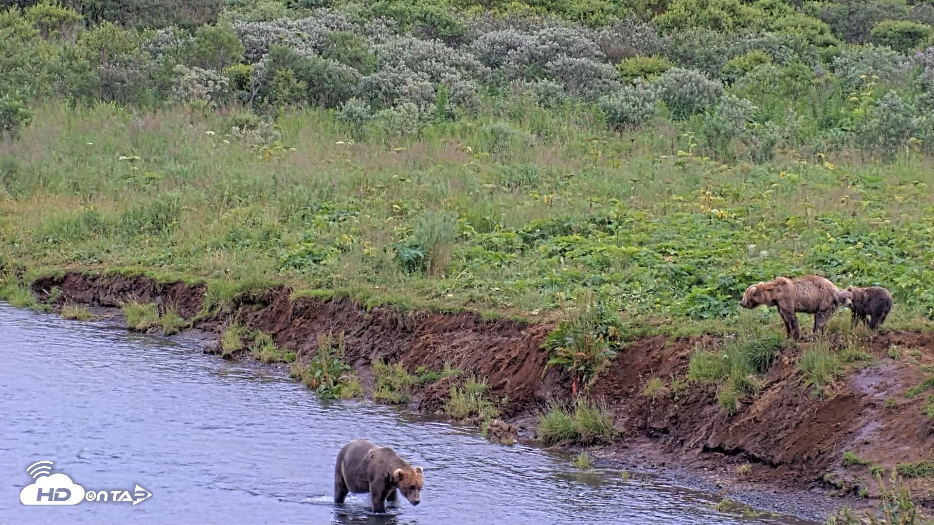 Snapshot of Kodiak Alaska Brown Bears Live Webcam taken Aug 10, 2026, 6:34pm AKDT