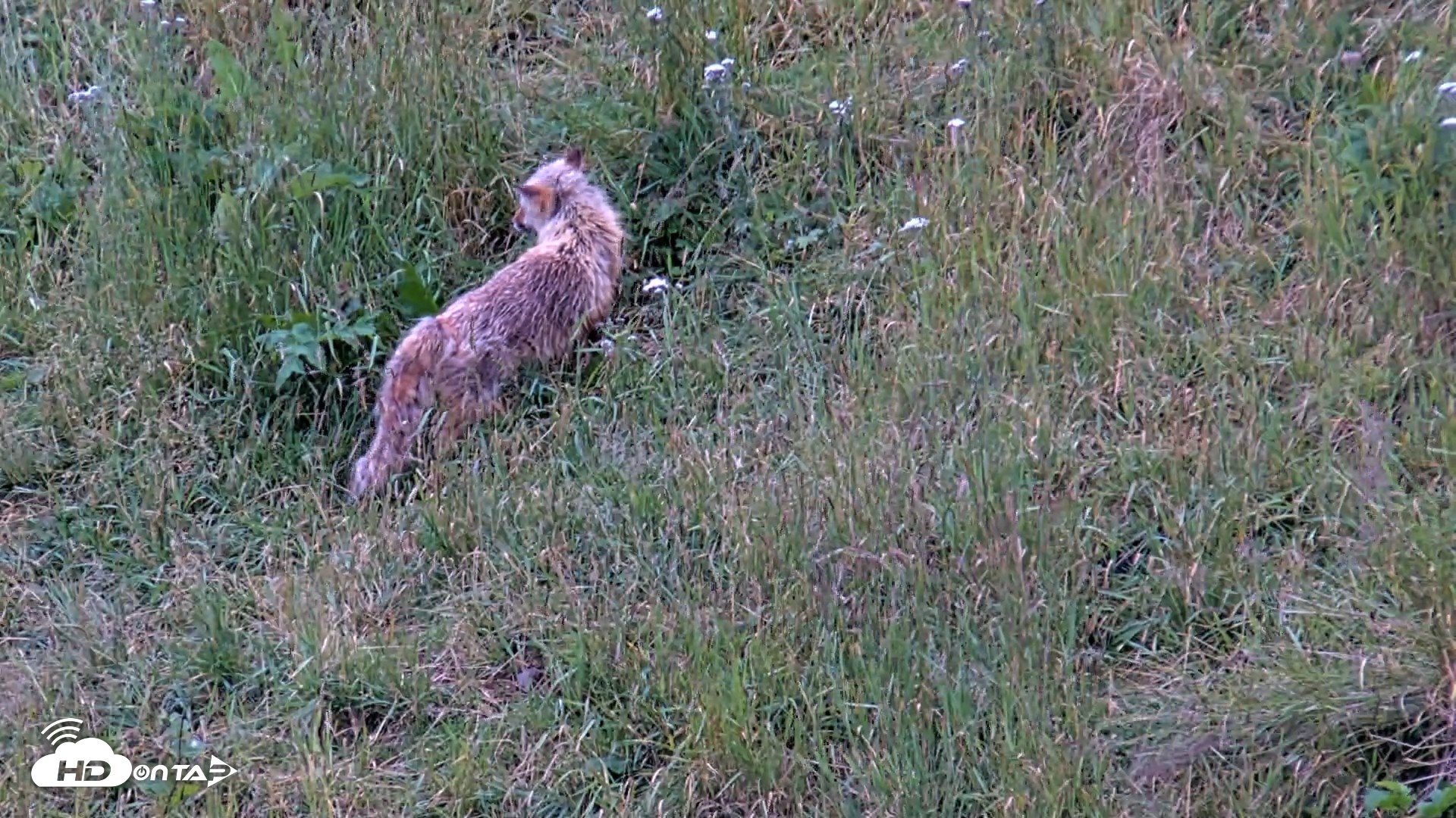 Snapshot of Kodiak Alaska Brown Bears Live Webcam taken Aug 6, 2026, 7:50am AKDT
