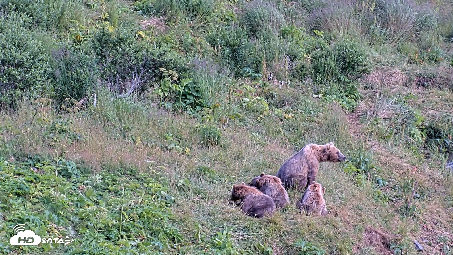 Snapshot of Kodiak Alaska Brown Bears Live Webcam taken Aug 8, 2026, 4:47pm AKDT